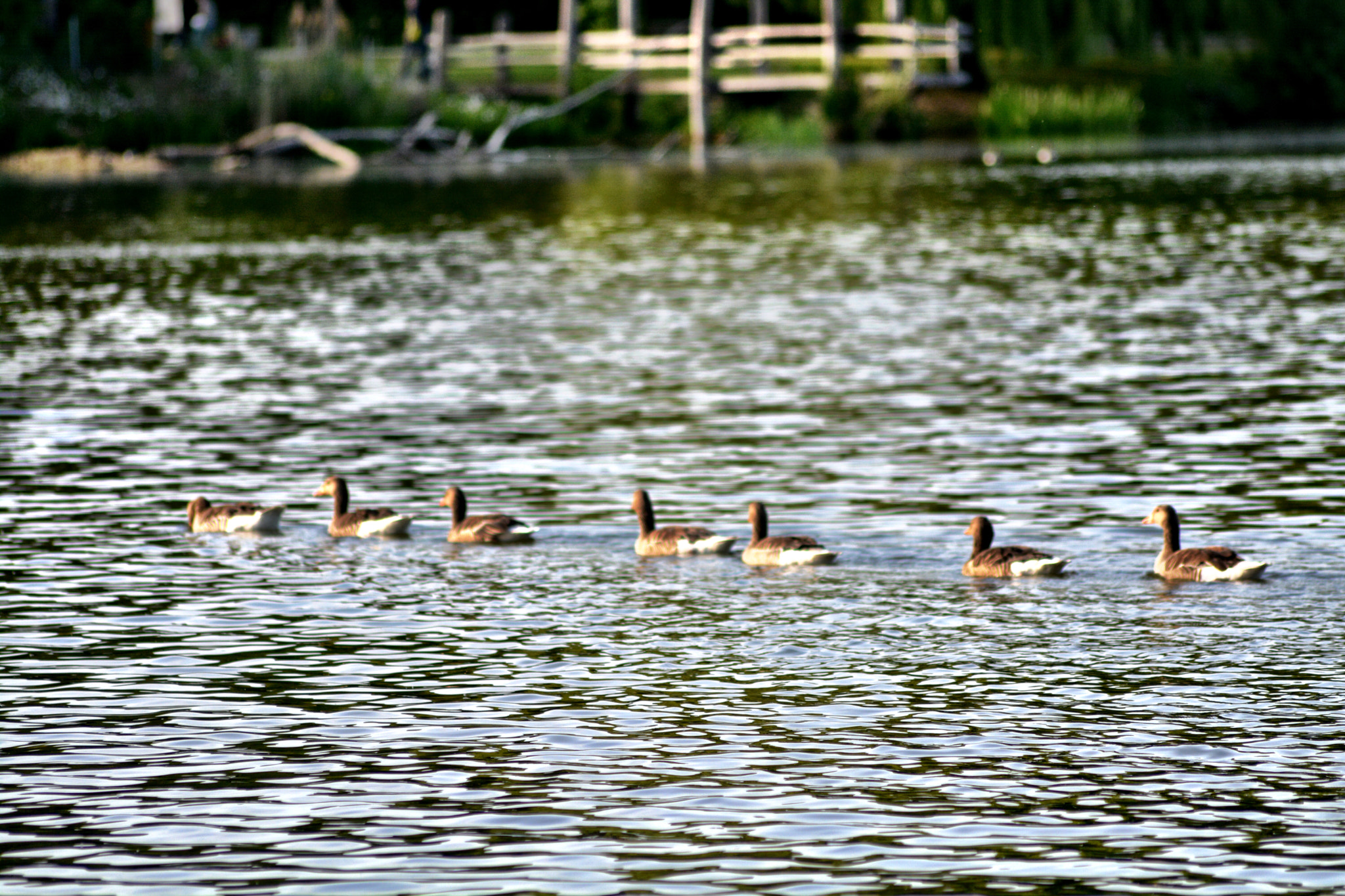 Sigma 70-300mm F4-5.6 APO Macro Super II sample photo