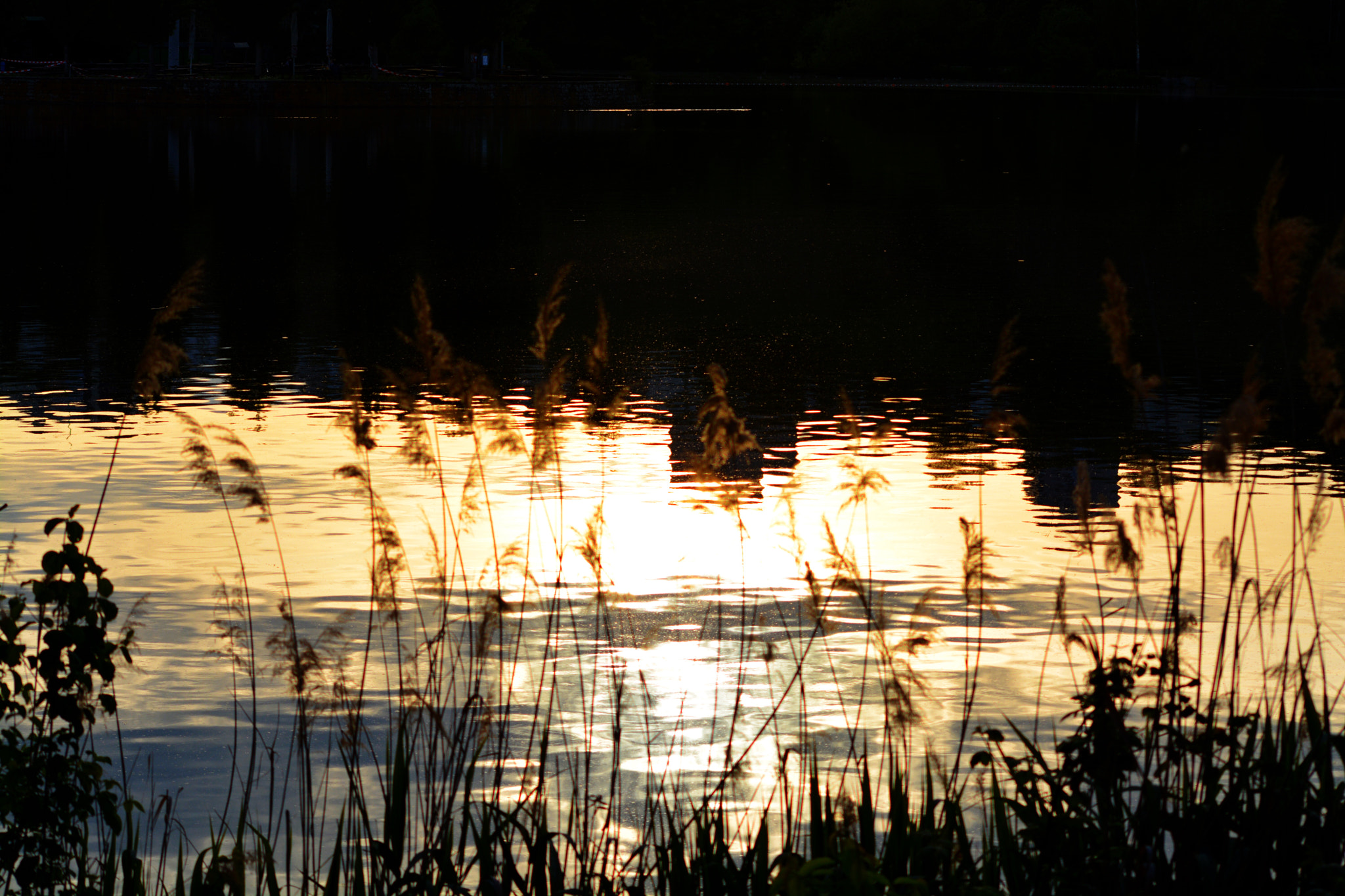 Sigma 70-300mm F4-5.6 APO Macro Super II sample photo