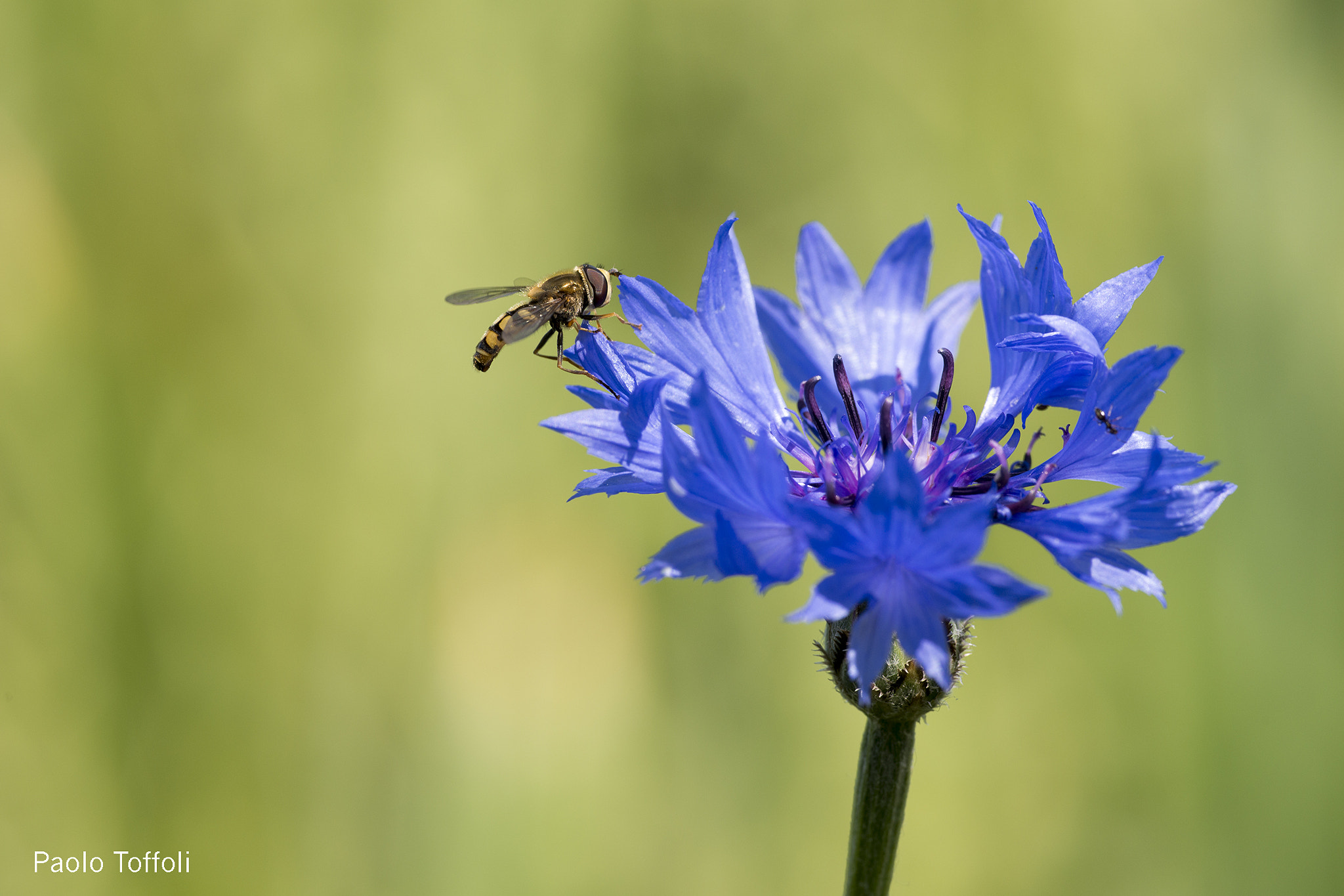 Nikon D800E sample photo. Centaurea cyanus - fiordaliso photography