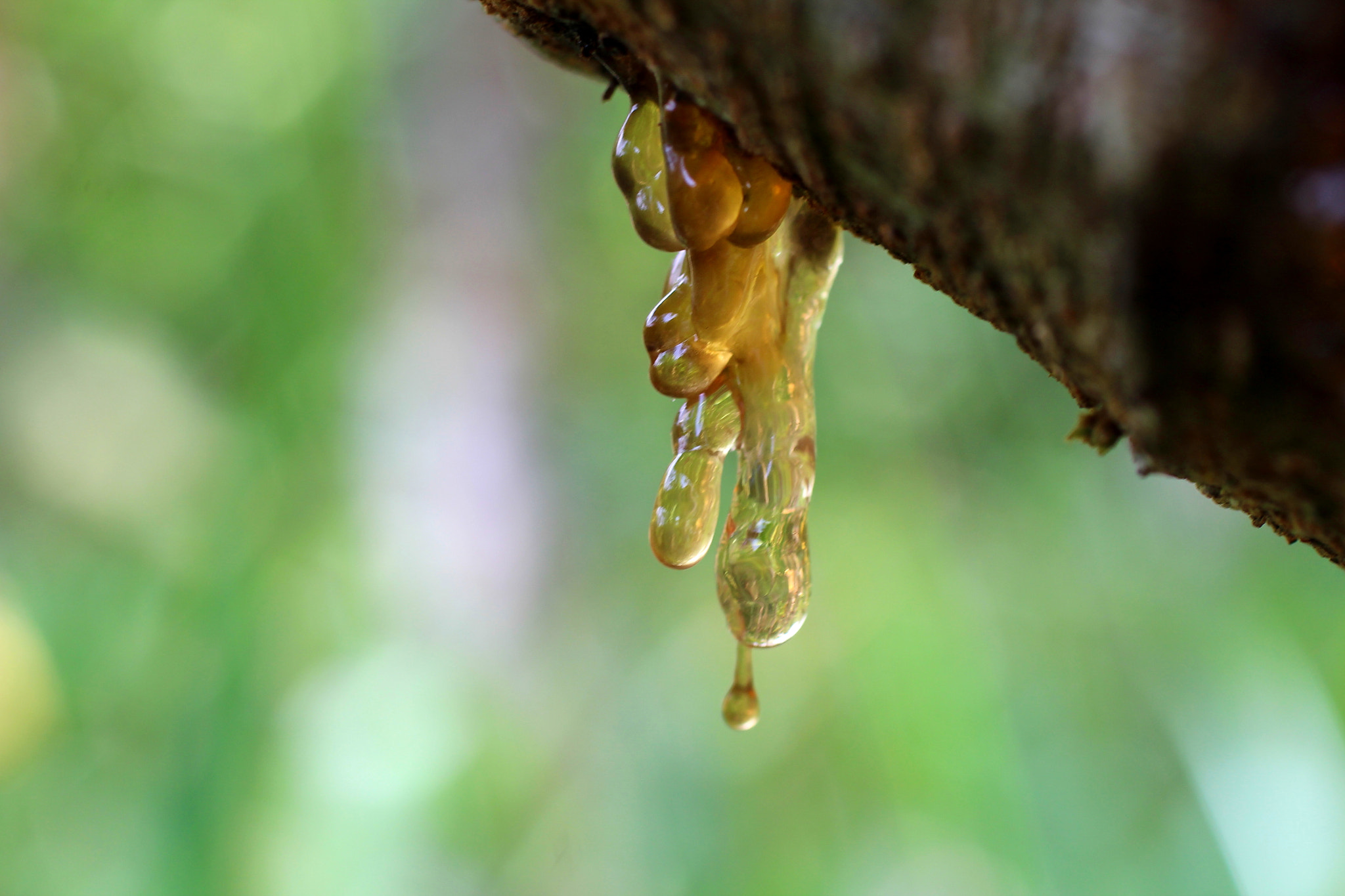Canon EF 50mm F2.5 Macro sample photo. Seiva de ouro i photography