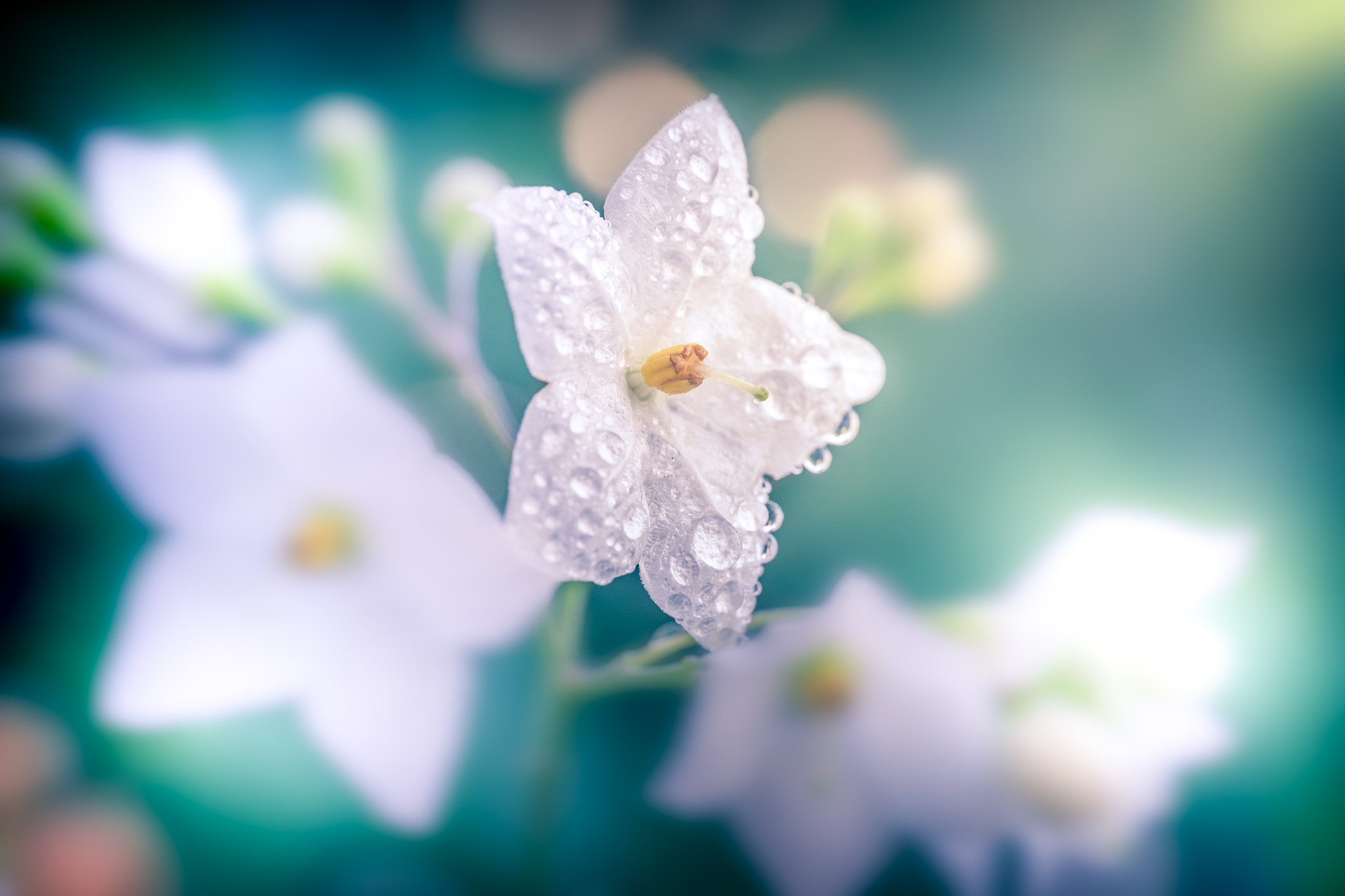 Fujifilm X-T1 + ZEISS Touit 50mm F2.8 sample photo. Twinkle, twinkle, little star photography