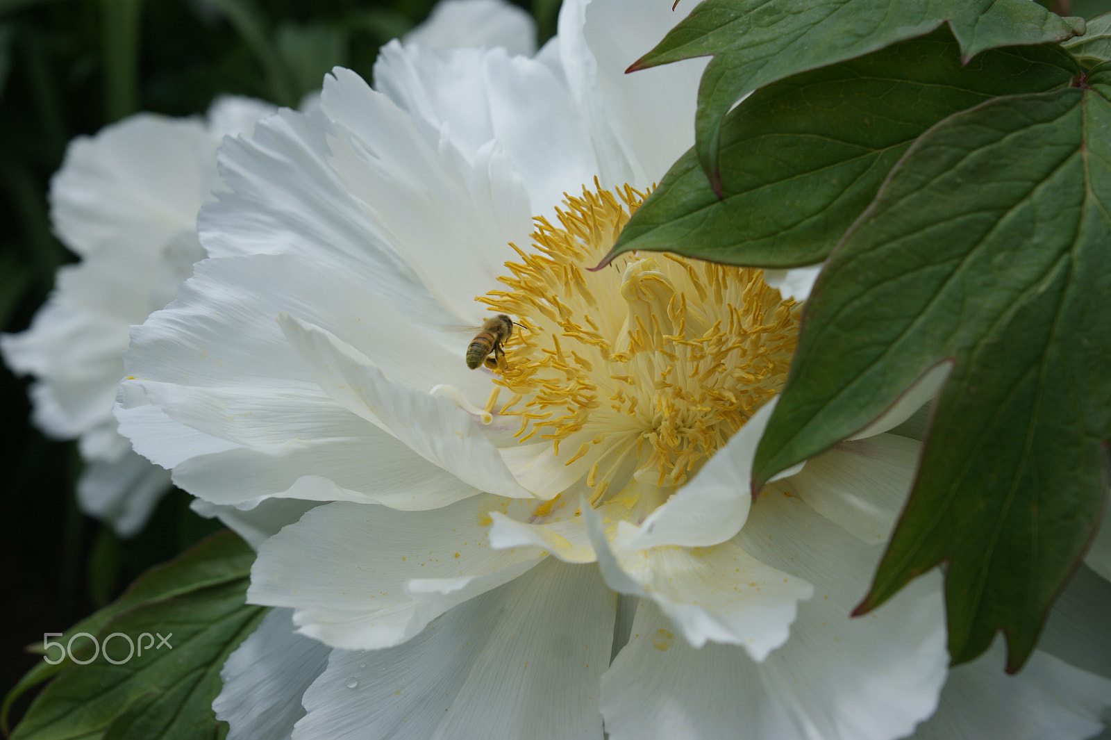 Sony Alpha DSLR-A290 + Sony DT 16-50mm F2.8 SSM sample photo. Bee happy! photography
