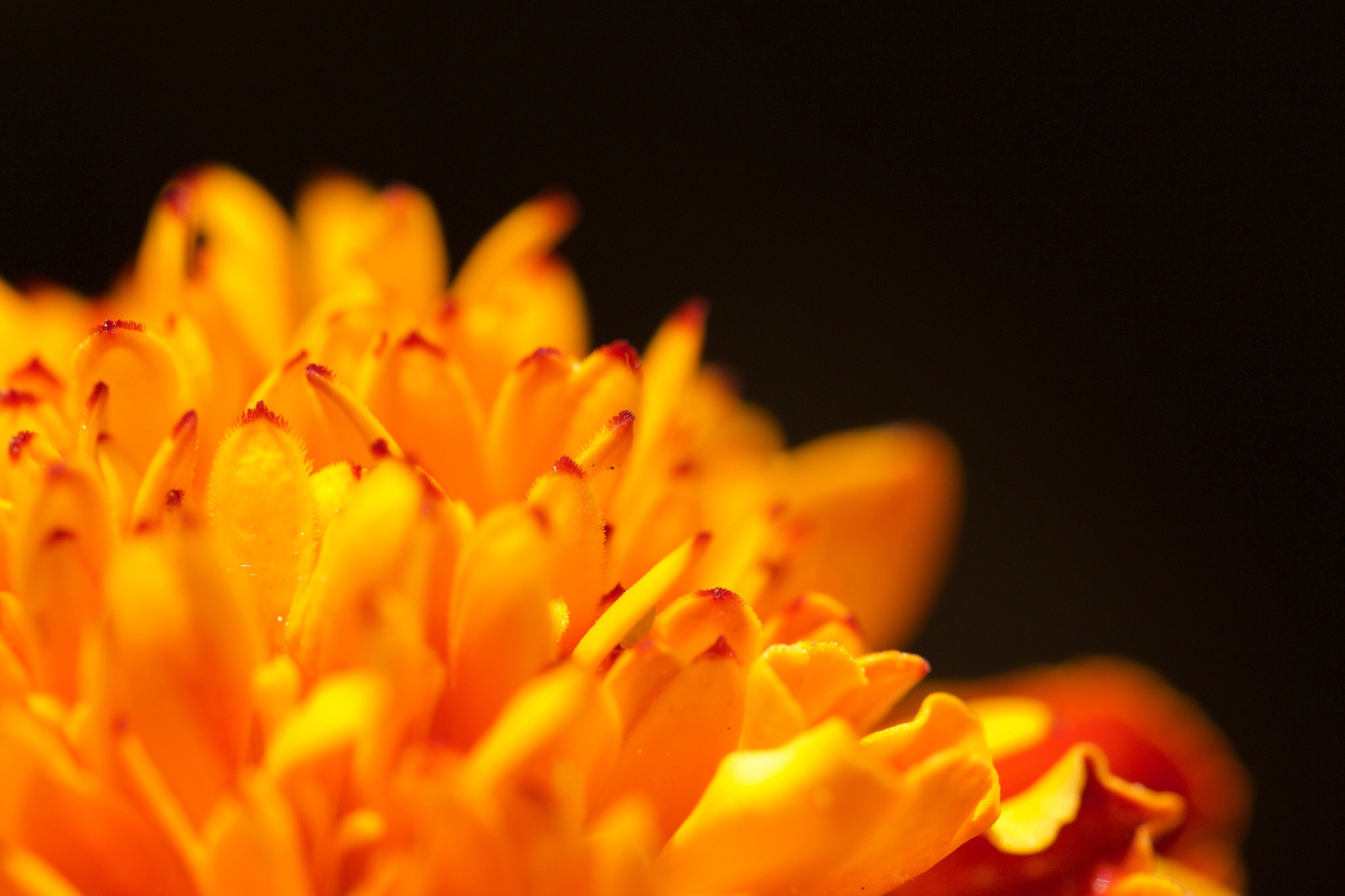 Canon EOS 650D (EOS Rebel T4i / EOS Kiss X6i) + Canon EF 100mm F2.8L Macro IS USM sample photo. Tagetes photography