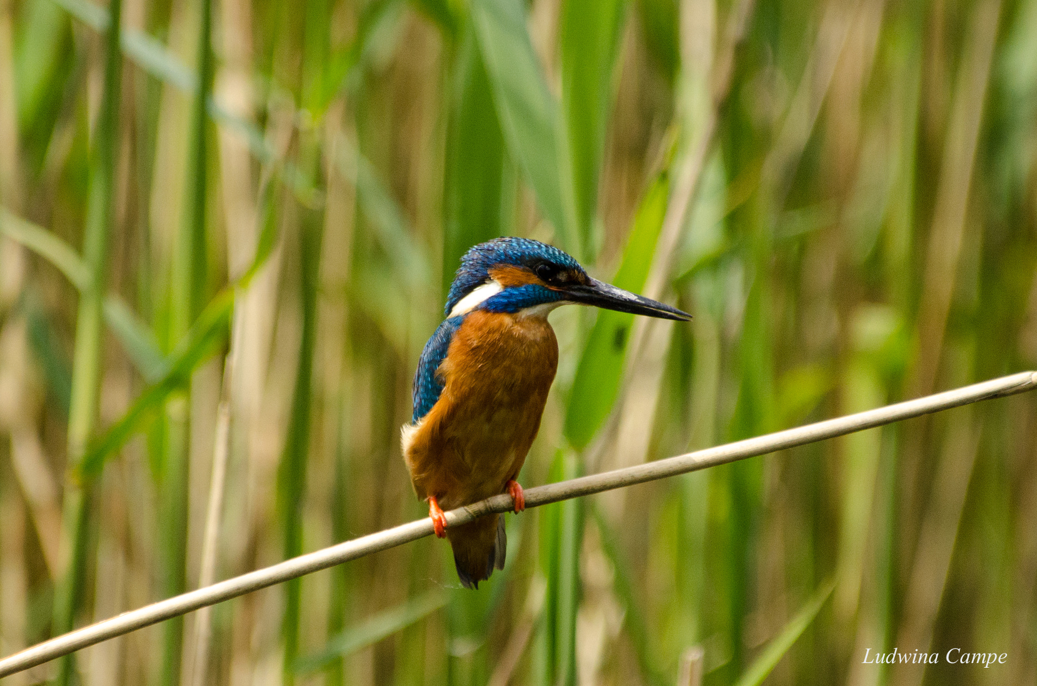 Nikon D7000 + Nikon AF Nikkor 80-400mm F4.5-5.6D ED VR sample photo. Kingfisher photography