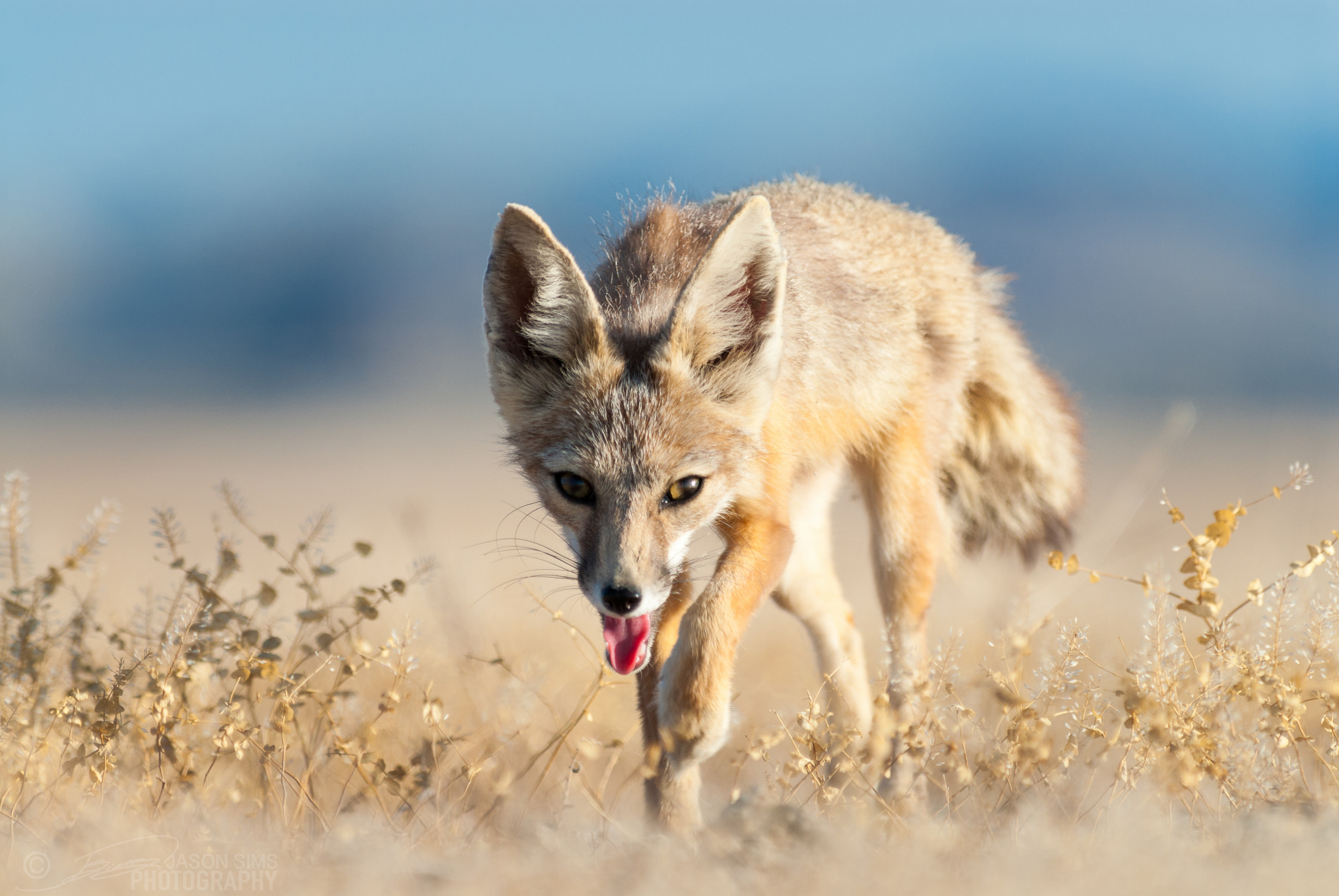 Nikon D200 sample photo. Kit fox mother photography