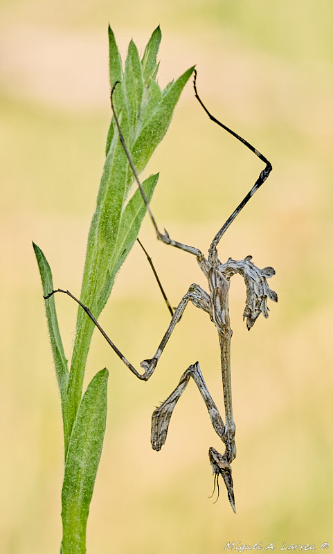 Sony ILCA-77M2 + 150mm F2.8 sample photo. Empusa pennata photography