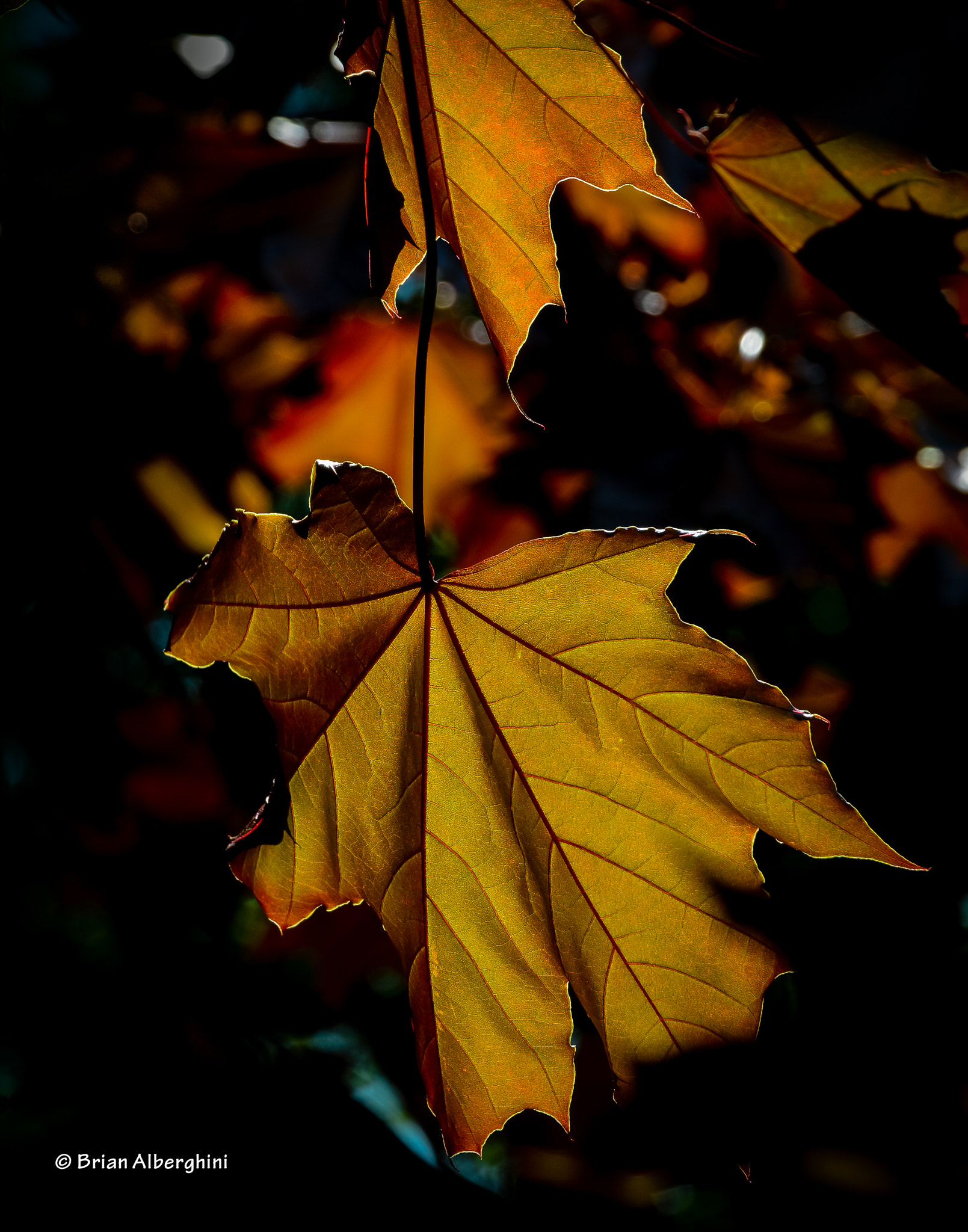 Nikon D7100 + Sigma 24-105mm F4 DG OS HSM Art sample photo. Red maple photography
