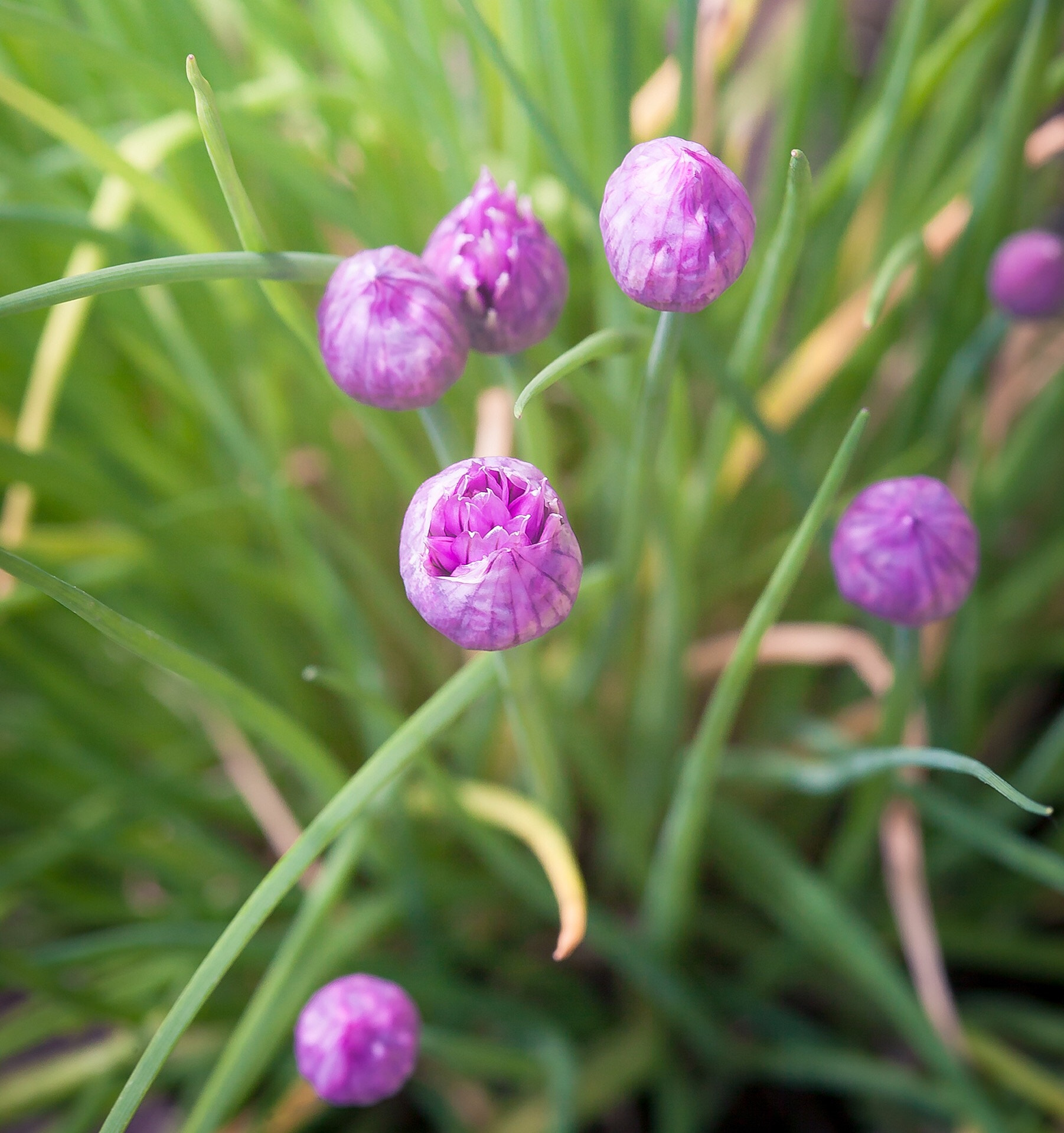 Sigma 105mm F2.8 EX DG Macro sample photo