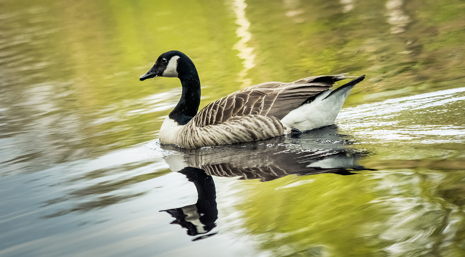 Canon EF 70-300mm F4-5.6 IS USM sample photo. Goose photography