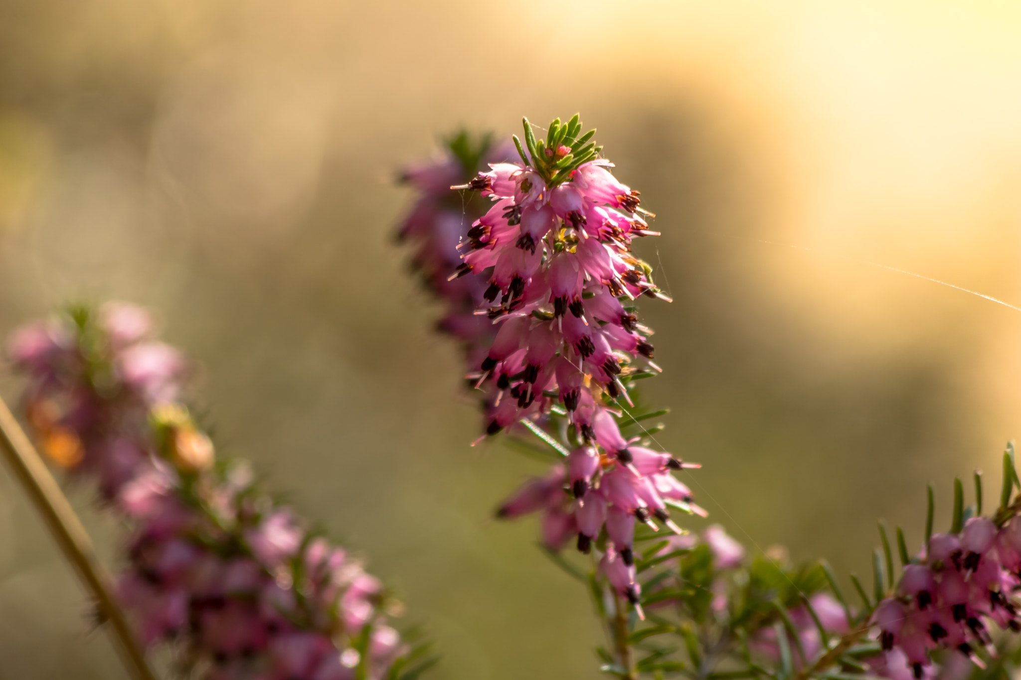 Canon EF 70-300mm F4-5.6 IS USM sample photo. Wild flower photography