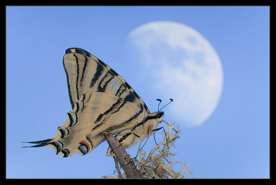 Nikon D300S sample photo. Papilio machaon photography