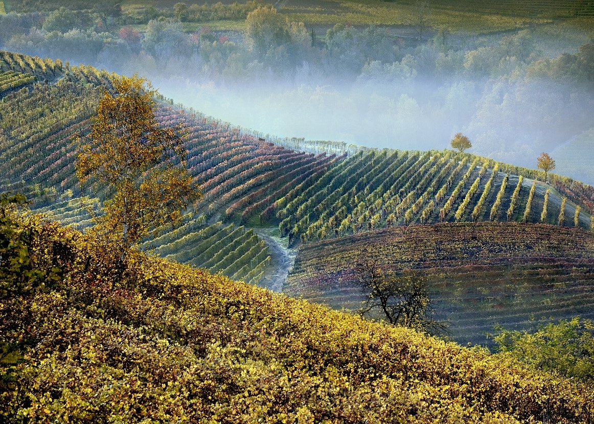 AF-S Zoom-Nikkor 80-200mm f/2.8D IF-ED sample photo. Langhe - treiso photography