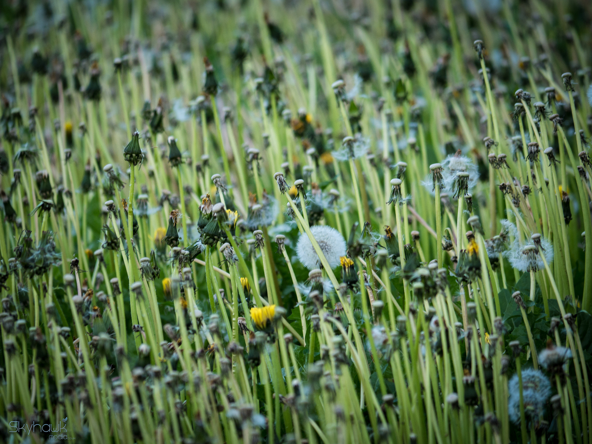 Panasonic Lumix DMC-G7 sample photo. Dandelions spent photography