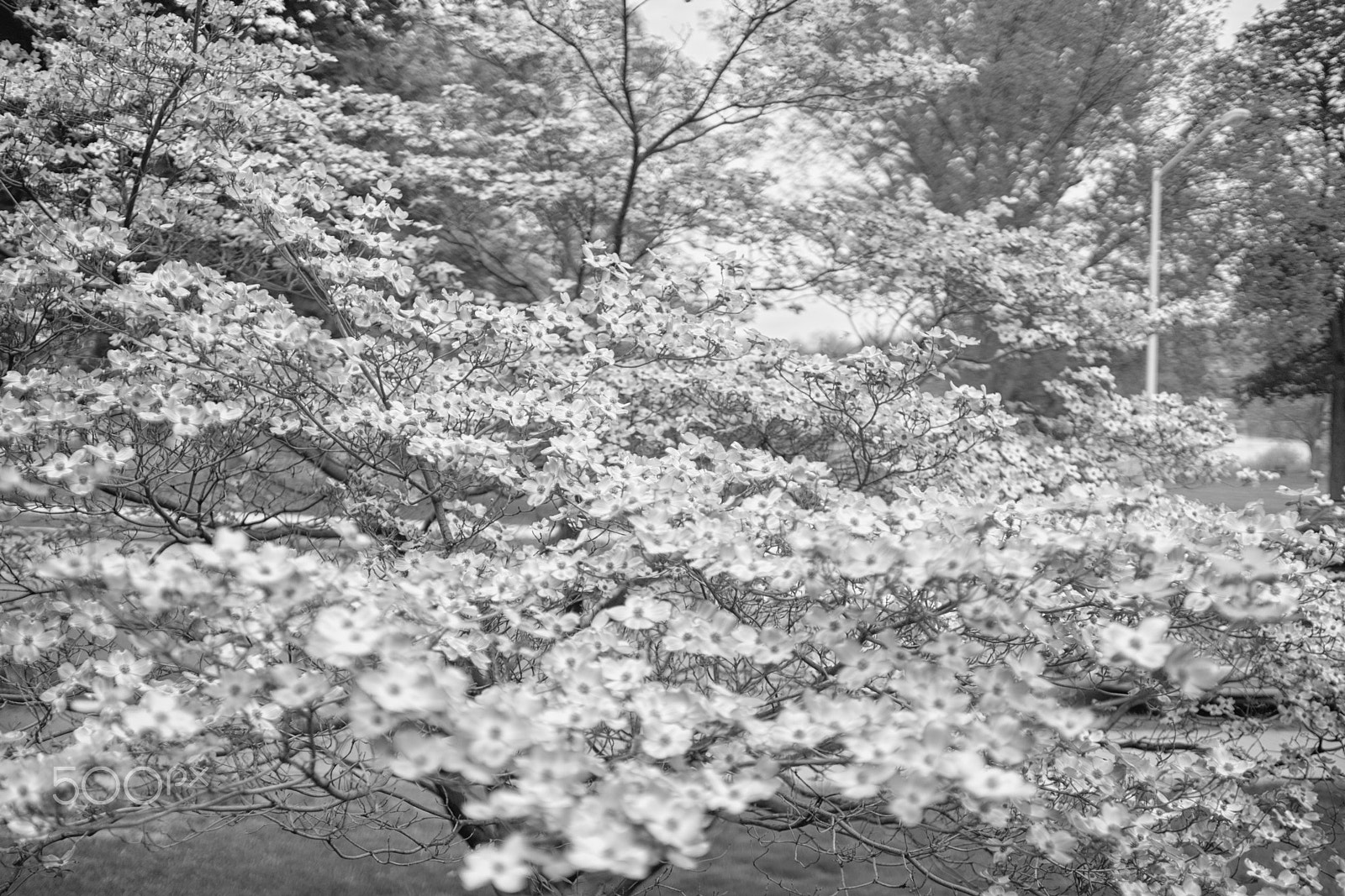 Sony 35mm F1.4 G sample photo. May 13 photography