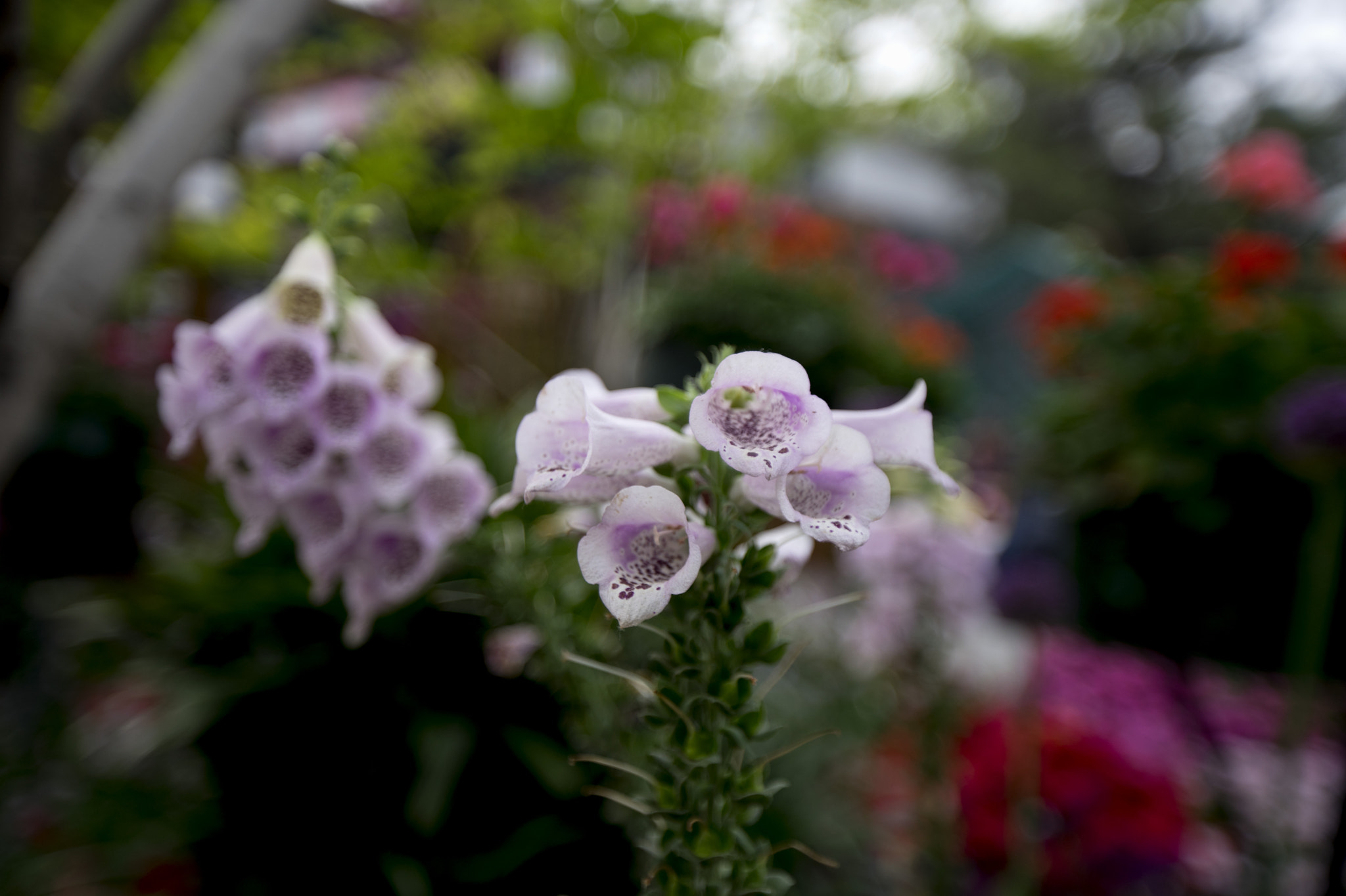 Sony a7 II + Canon EF 16-35mm F2.8L II USM sample photo. Flower photography