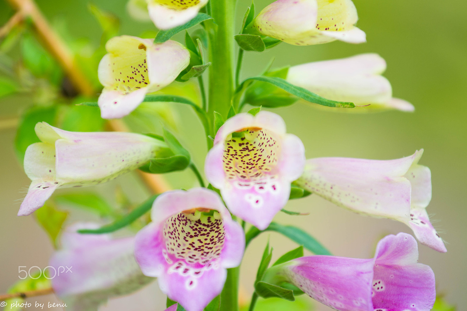 Nikon AF-S Nikkor 70-200mm F4G ED VR sample photo. Flower photography