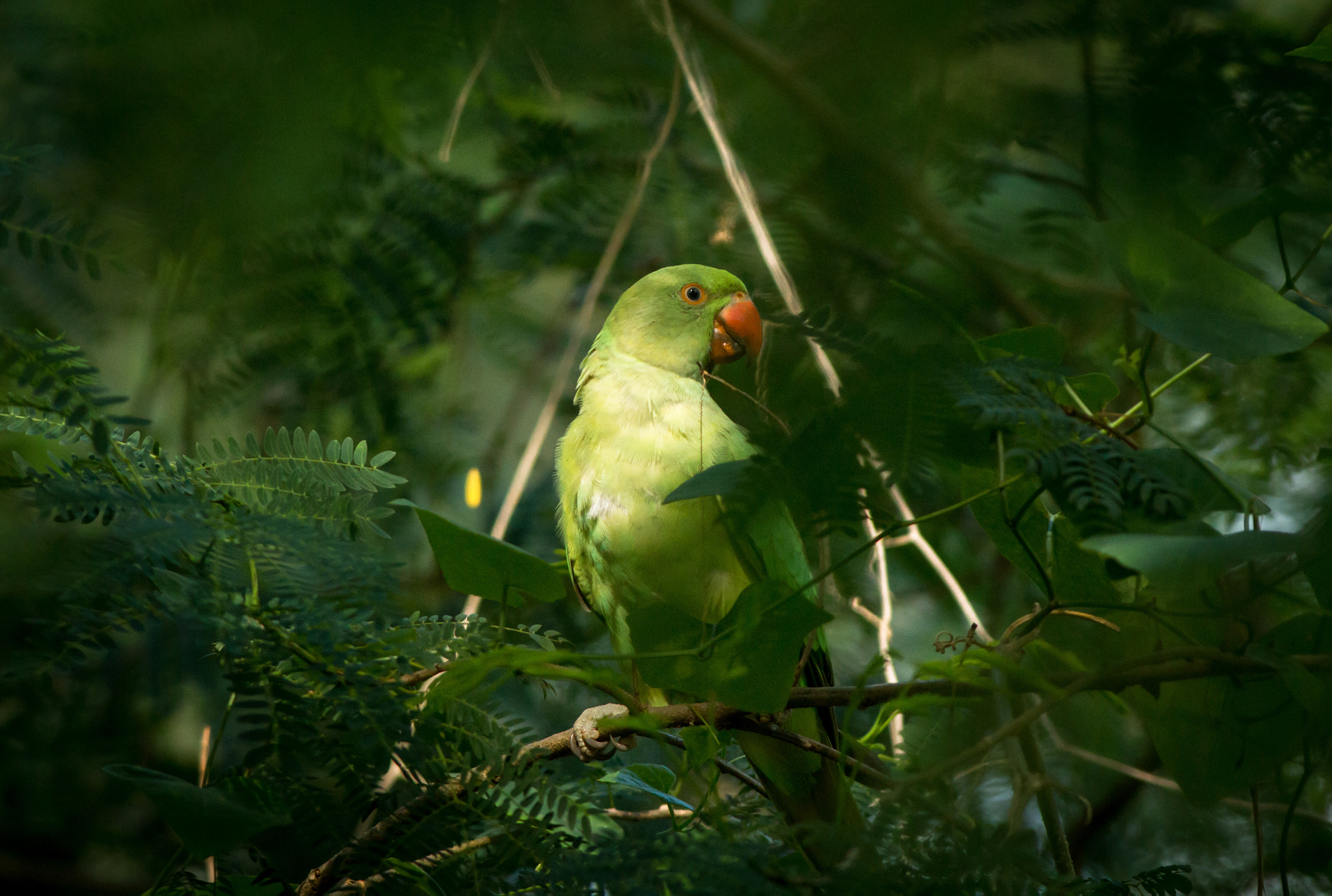 Canon EOS 70D + Canon EF 400mm F5.6L USM sample photo. Rose-ringed parakeet (female) photography