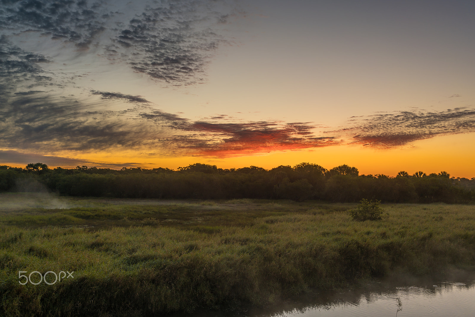 E 35mm F2 sample photo. The myakka river state park photography