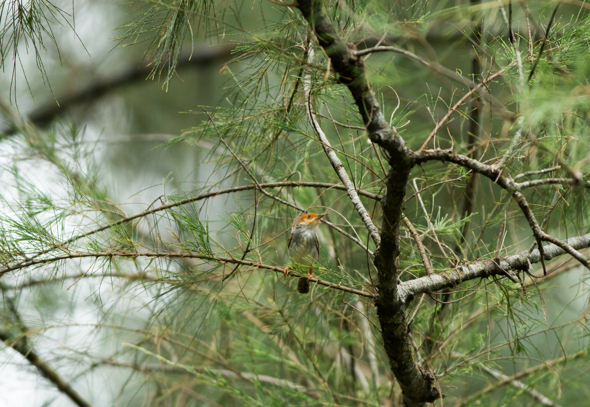 Canon EOS 70D + Canon EF 400mm F5.6L USM sample photo. Ashy tailorbird photography