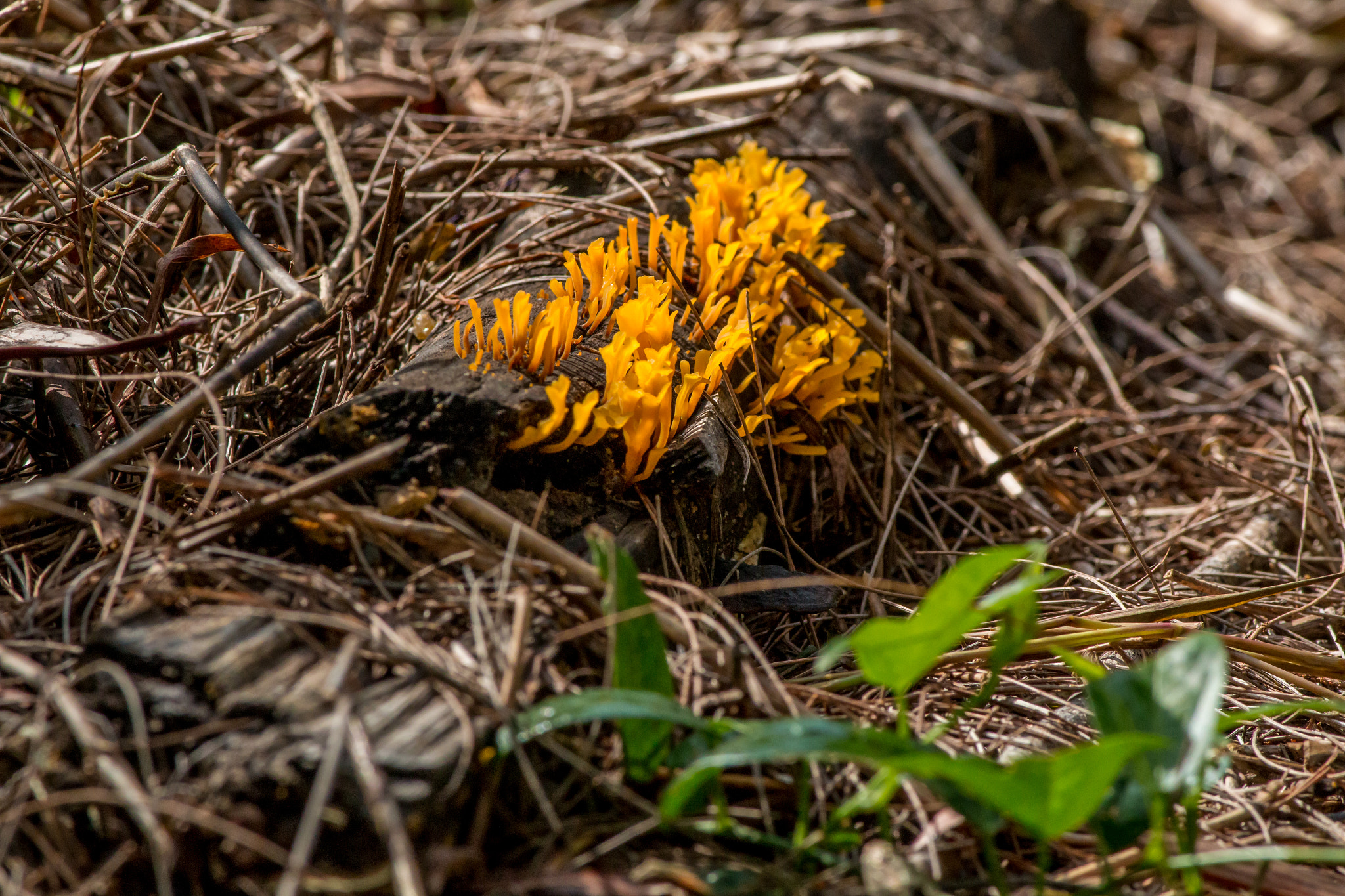 Canon EOS 70D + Canon EF 400mm F5.6L USM sample photo. Jelly fungus on dead log photography