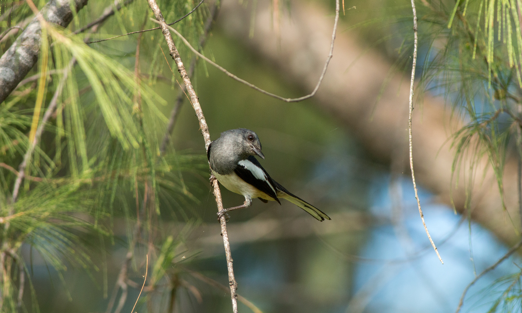 Canon EOS 70D + Canon EF 400mm F5.6L USM sample photo. Playful magpie robin photography