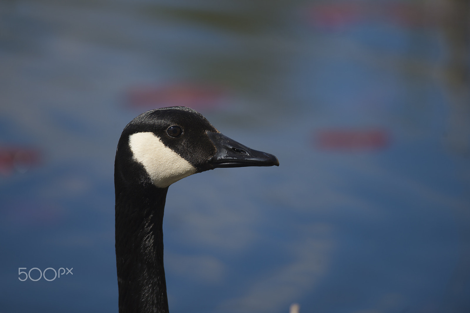 Nikon D4 + Nikon AF-S Nikkor 300mm F4D ED-IF sample photo. Bernache () photography