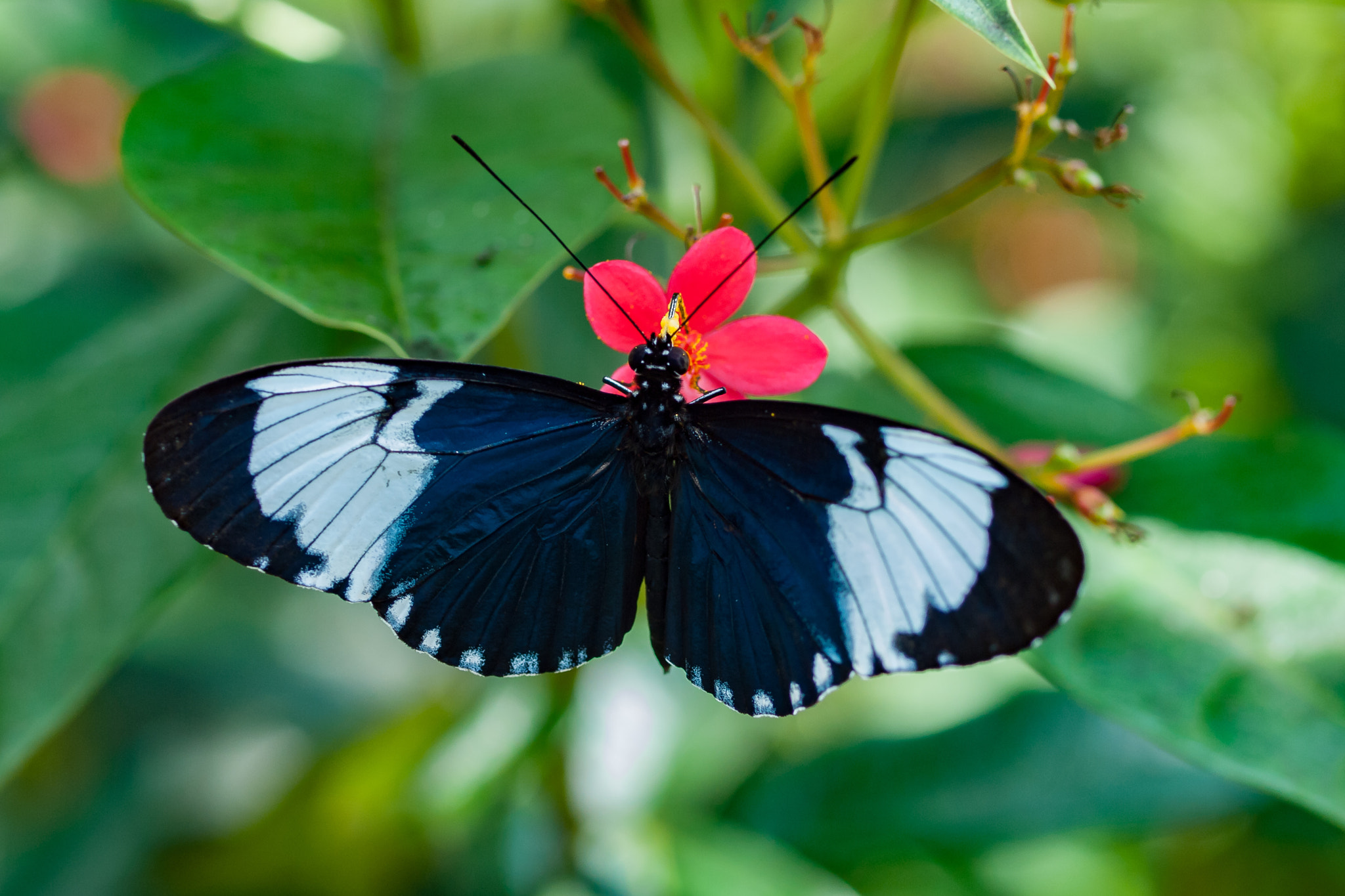 Olympus E-620 (EVOLT E-620) + OLYMPUS 50mm Lens sample photo. Sapho longwing butterfly (heliconius sapho) photography