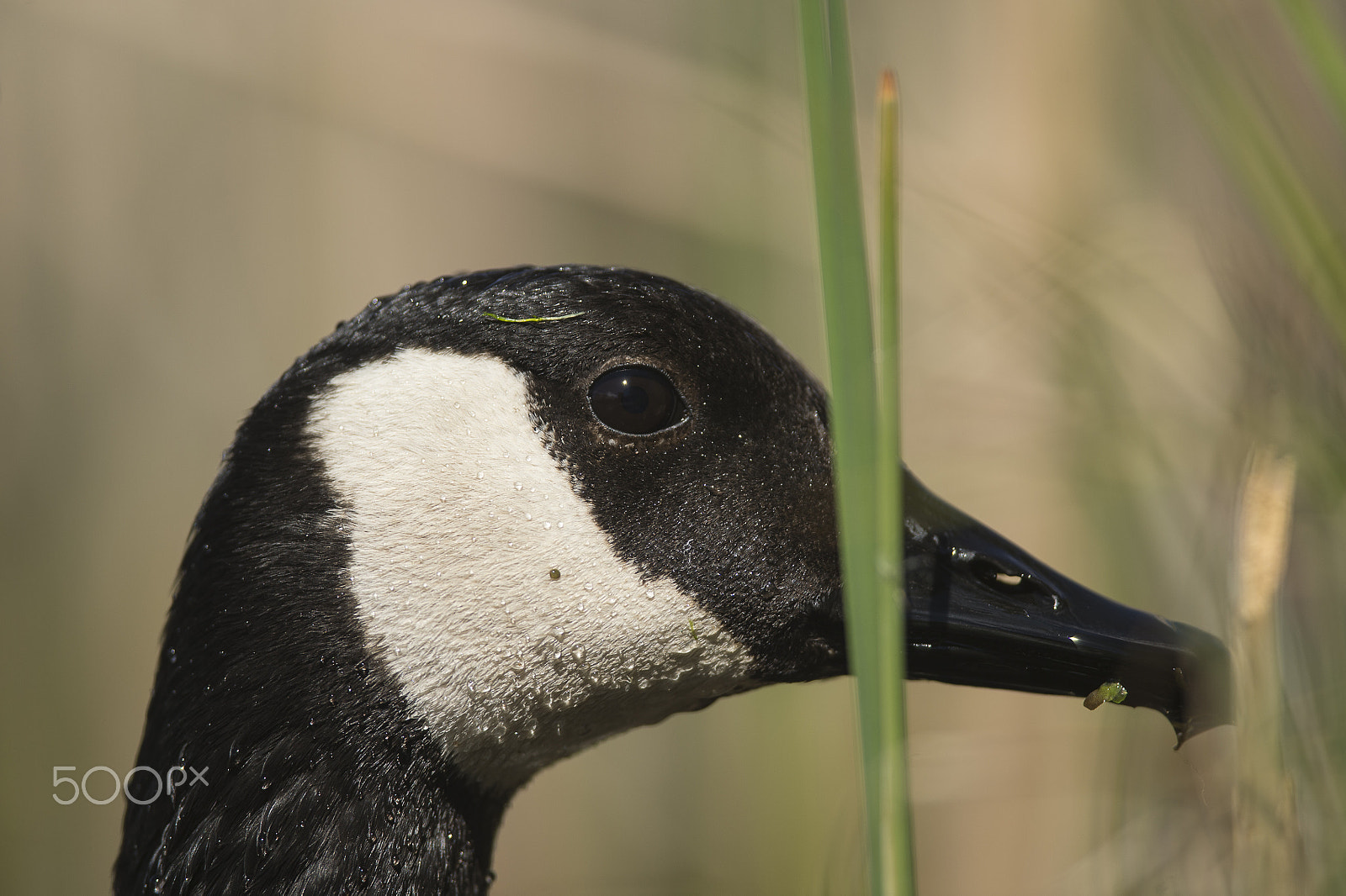 Nikon D4 + Nikon AF-S Nikkor 300mm F4D ED-IF sample photo. Bernache () photography