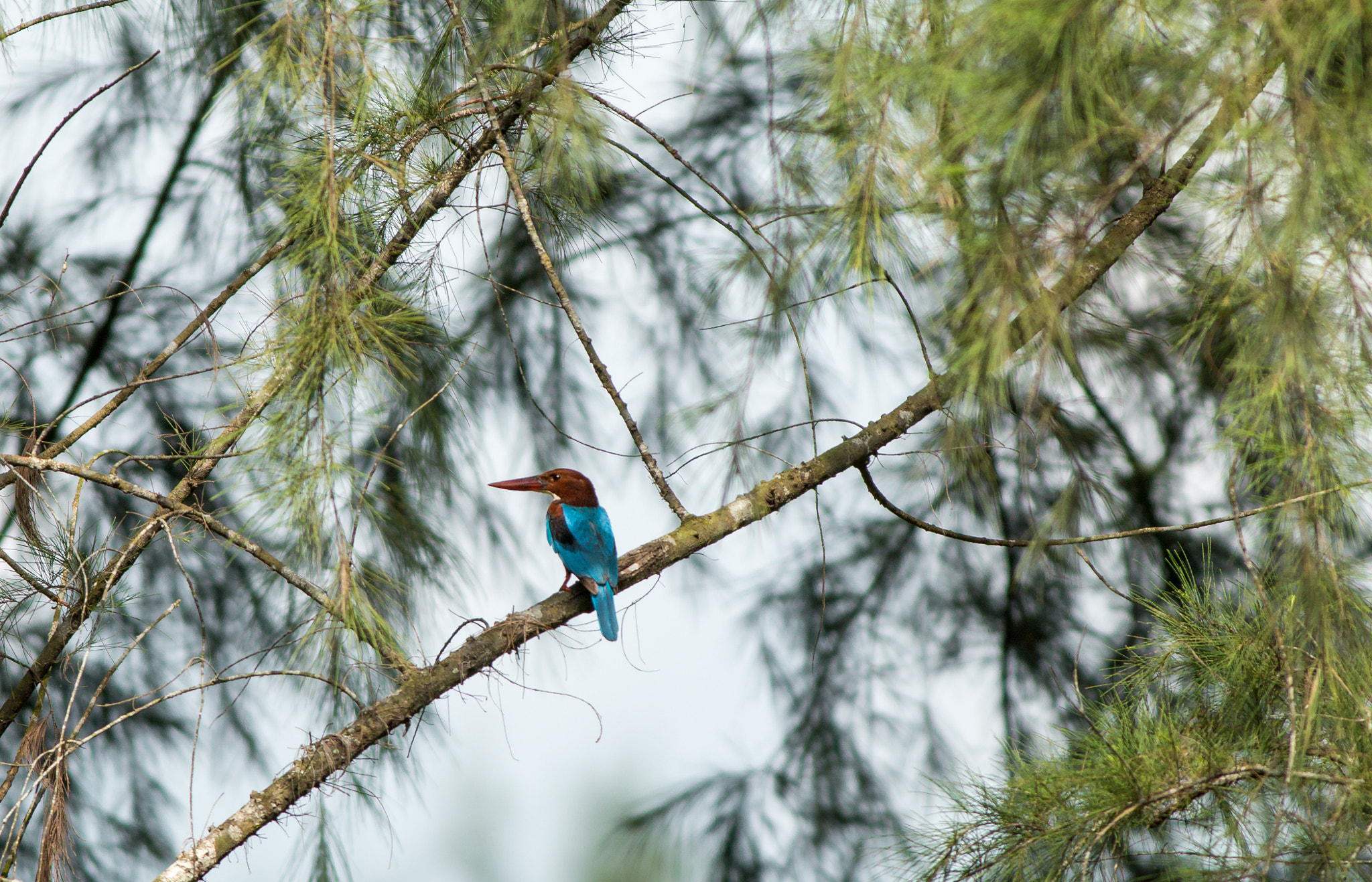 Canon EOS 70D + Canon EF 400mm F5.6L USM sample photo. Lonely white-throated kingfisher photography