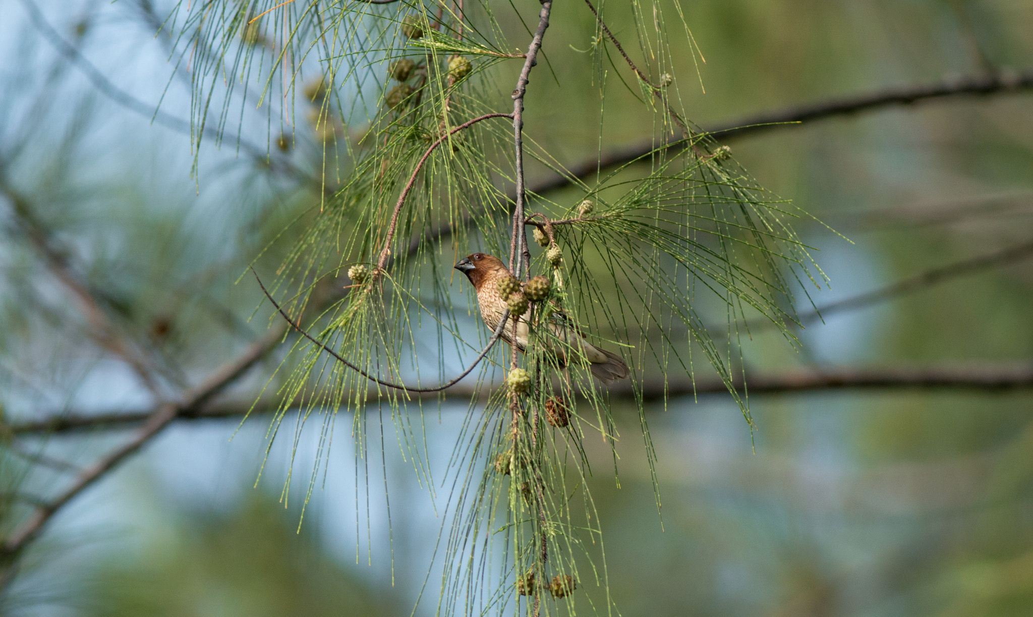 Canon EOS 70D + Canon EF 400mm F5.6L USM sample photo. Scaly-breasted munia pecking on cones of casuarina photography