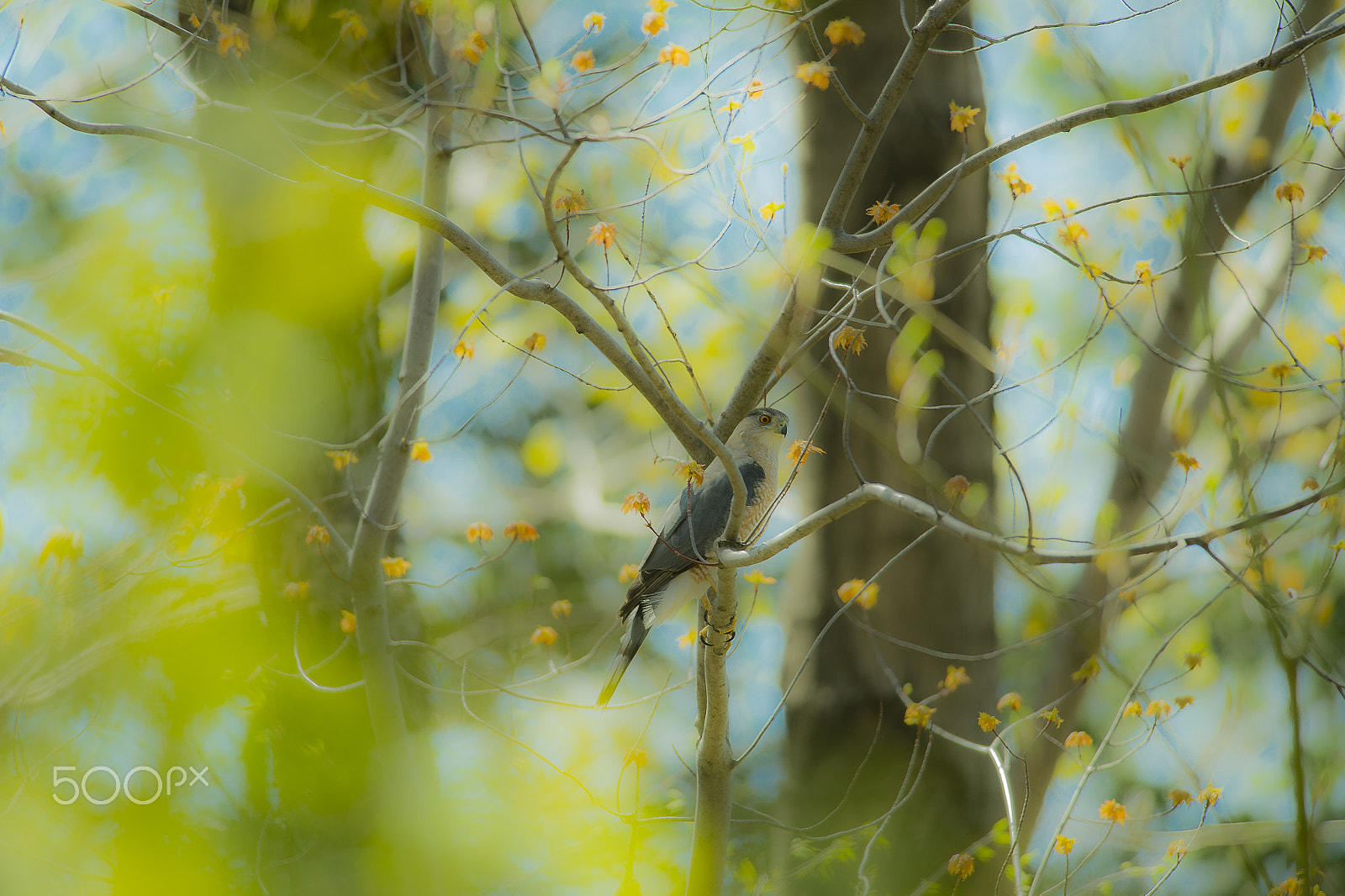 Nikon AF-S Nikkor 300mm F4D ED-IF sample photo. Cooper hawk photography