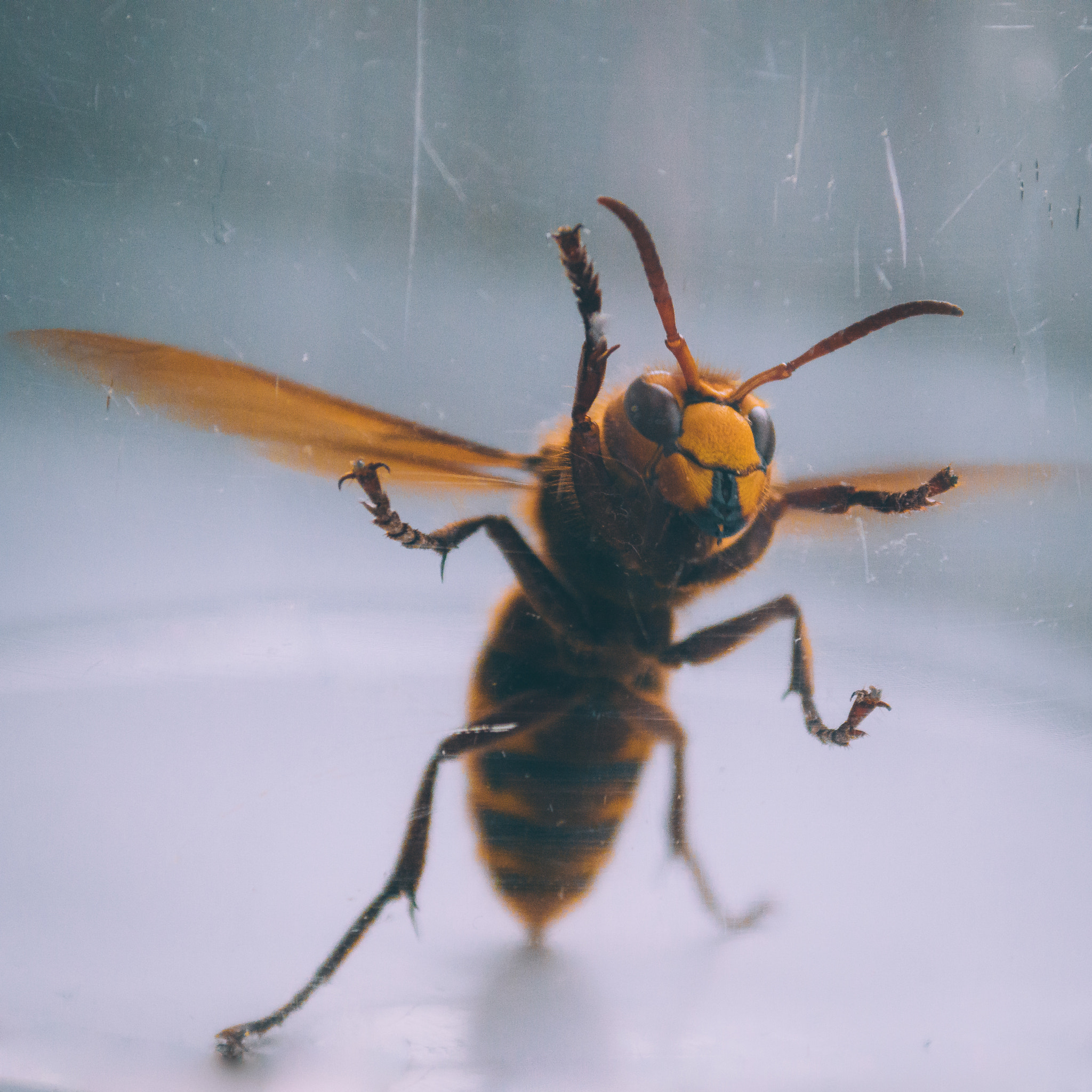 Busy Bee