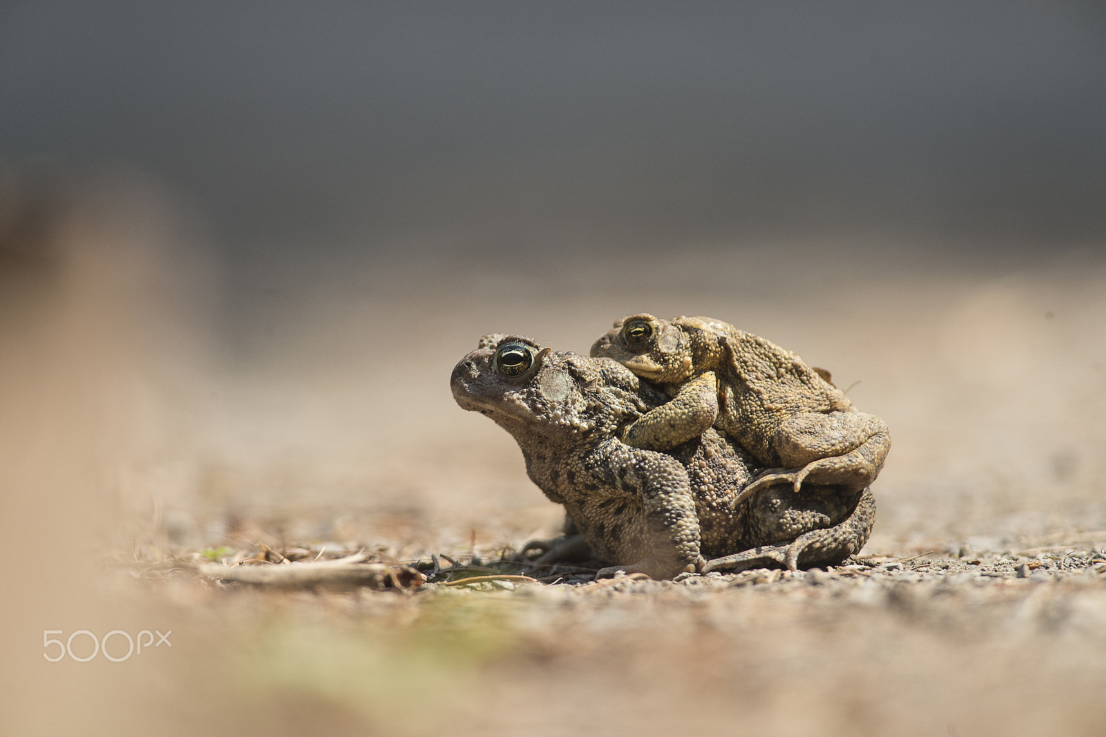 Nikon D4 + Nikon AF-S Nikkor 300mm F4D ED-IF sample photo. Crapaud () photography