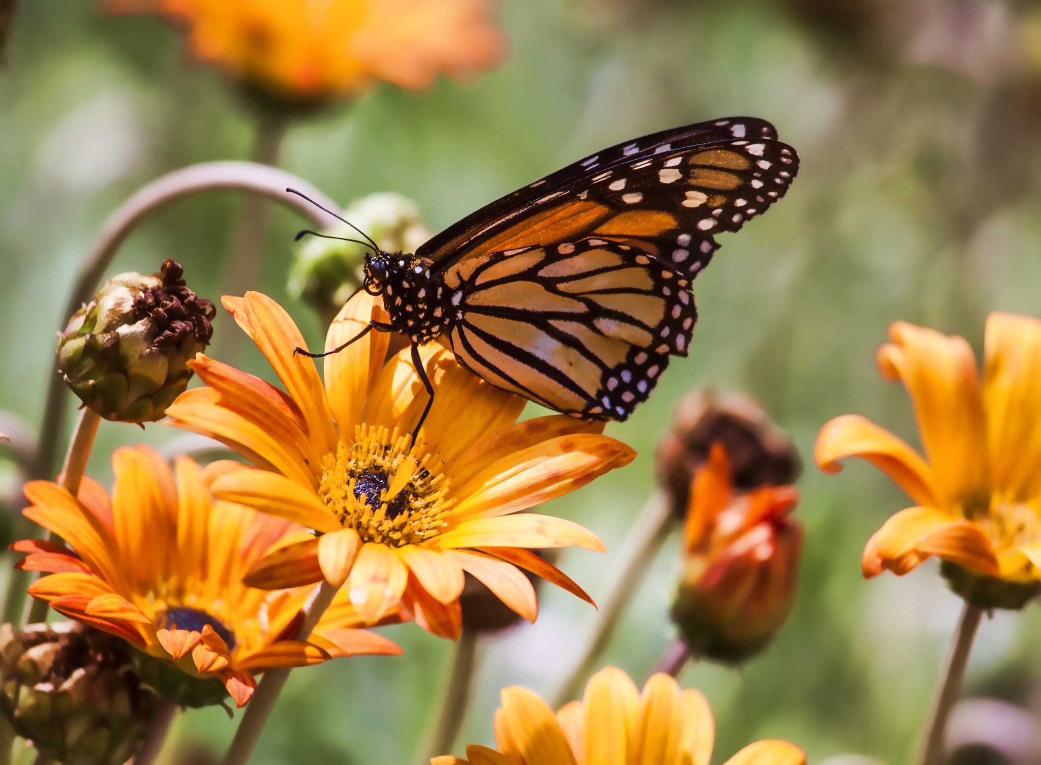 Canon EF 100-400mm F4.5-5.6L IS USM sample photo. Butterfly photography