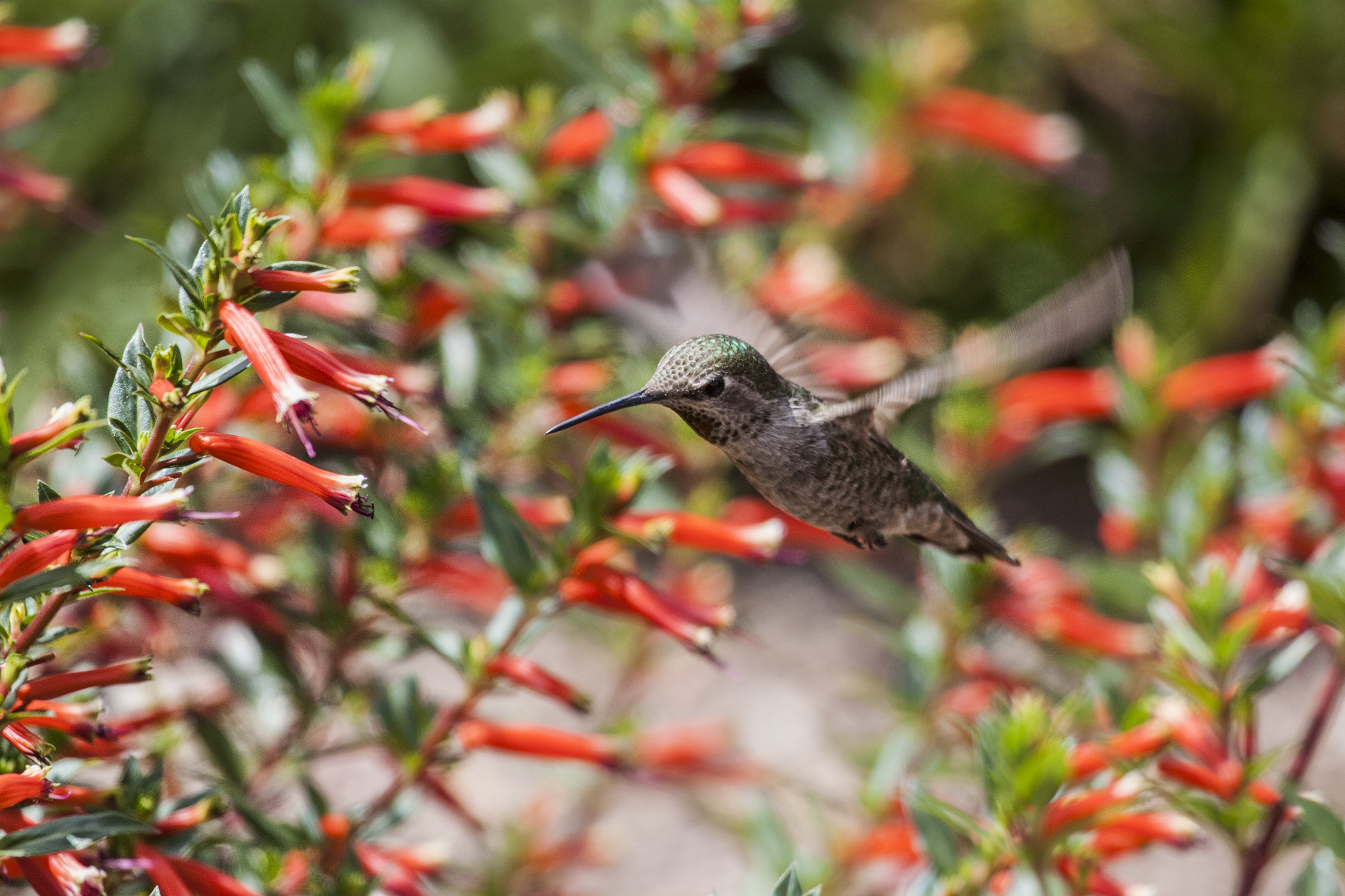 Canon EF 100-400mm F4.5-5.6L IS USM sample photo. Hummingbird photography