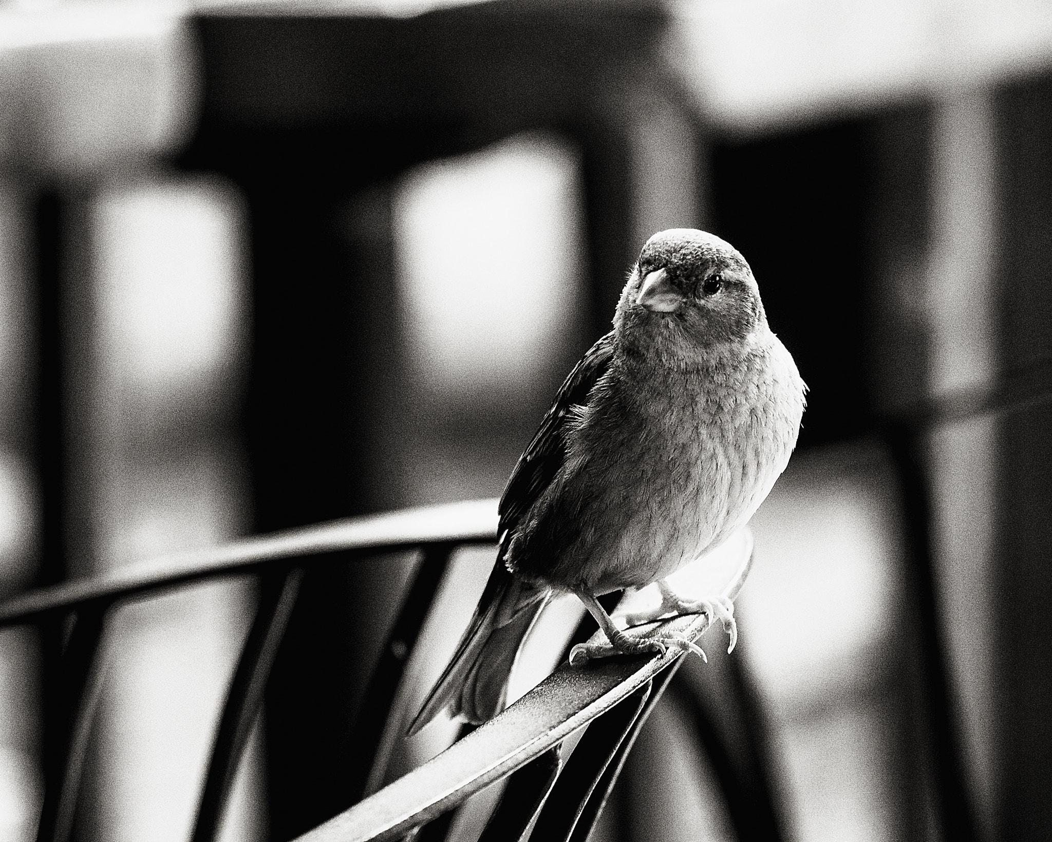 Olympus PEN E-P3 sample photo. Taking a chair at the cafe photography