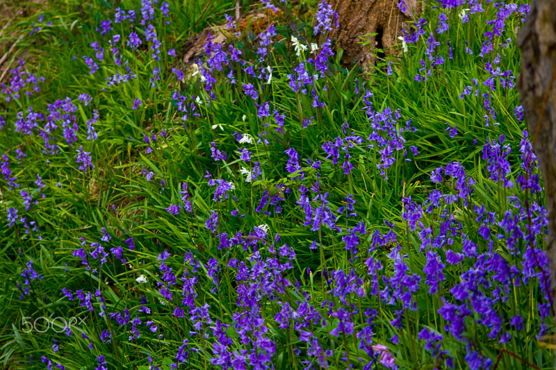 Sigma 70-300mm F4-5.6 APO DG Macro sample photo. 20160507-img_4501.jpg photography