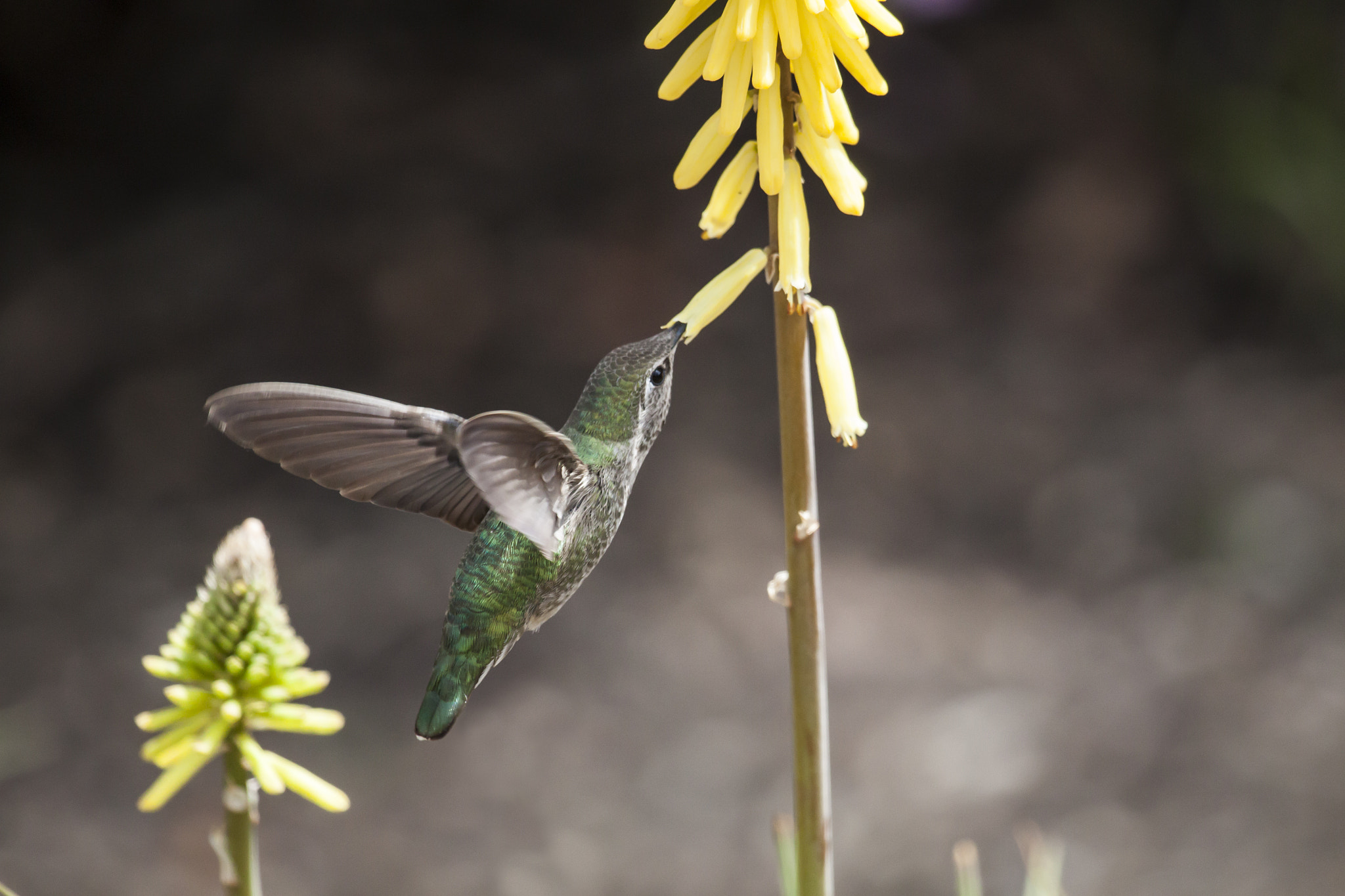Canon EF 100-400mm F4.5-5.6L IS USM sample photo. Hummingbird photography