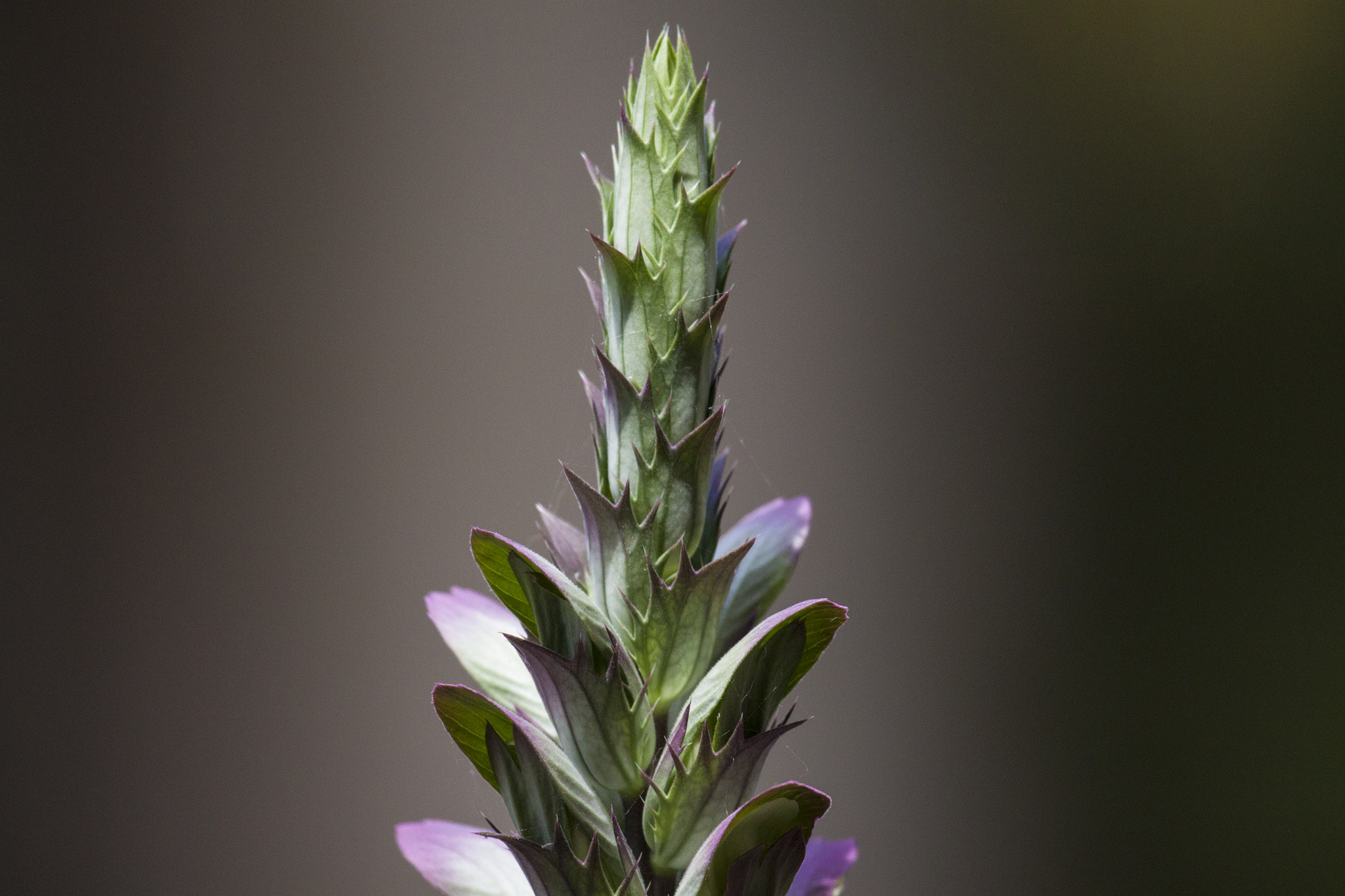 Canon EF 100-400mm F4.5-5.6L IS USM sample photo. Acanthus mollis bloom photography