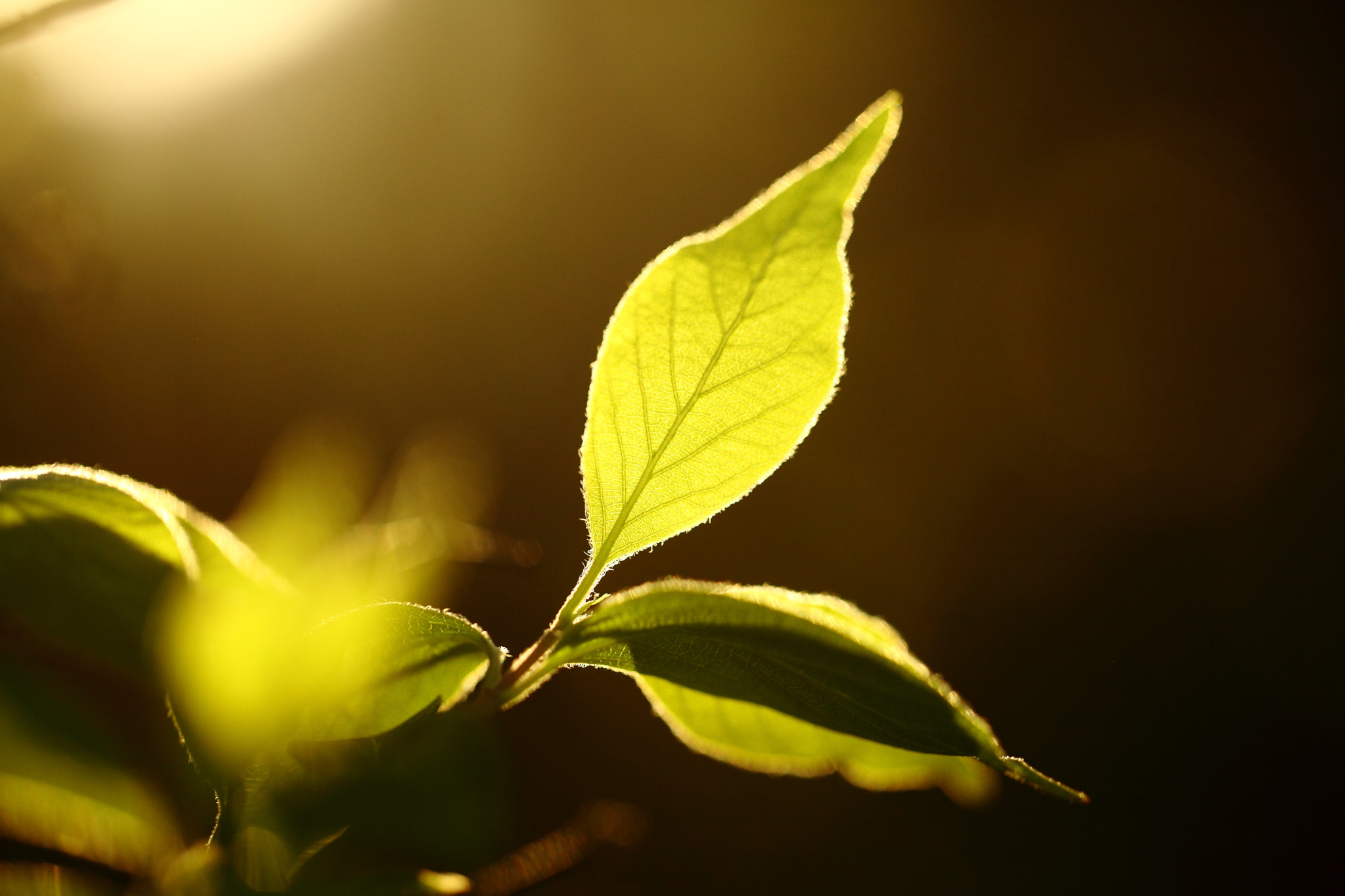 Canon EF 100mm F2.8L Macro IS USM sample photo. Newborn photography