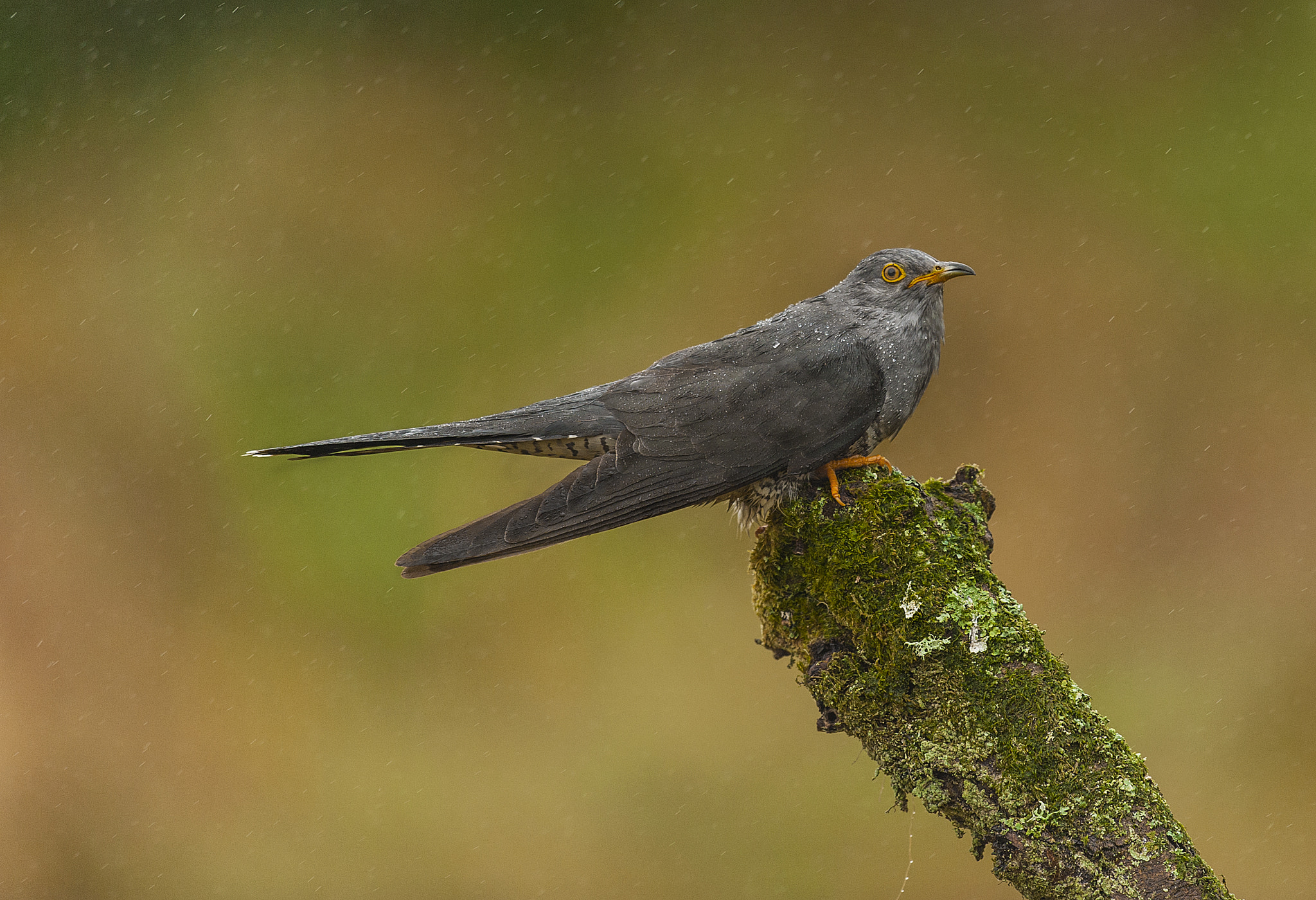 Nikon D700 + Nikon AF-S Nikkor 500mm F4G ED VR sample photo. Cuckoo in the rain photography