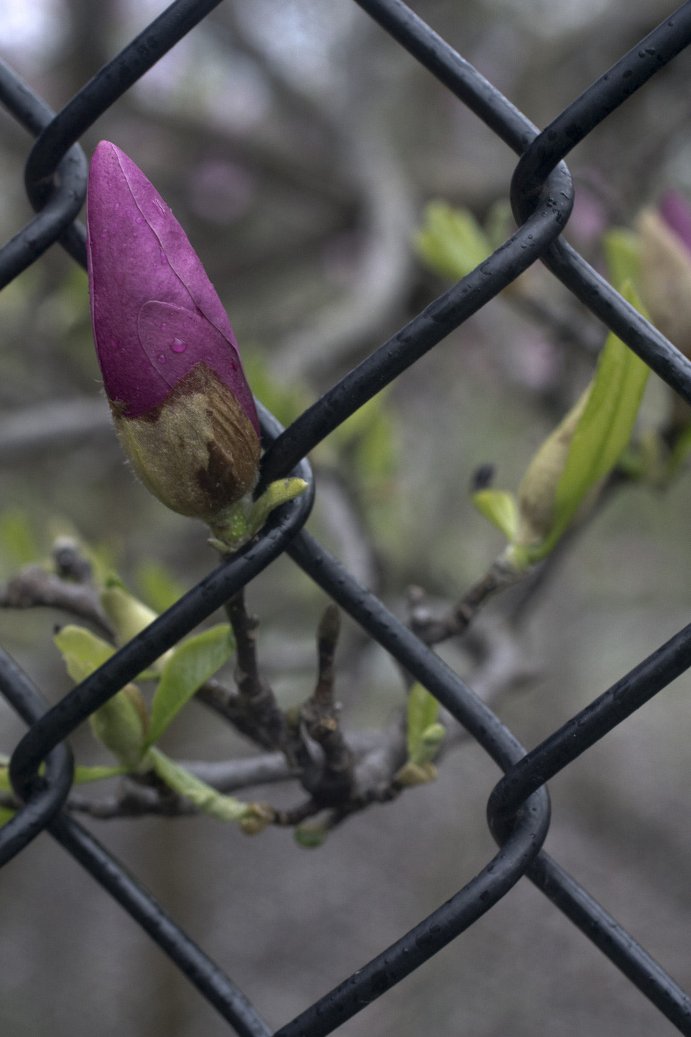 Canon EF 50mm F2.5 Macro sample photo. The daily percyscope  042 photography