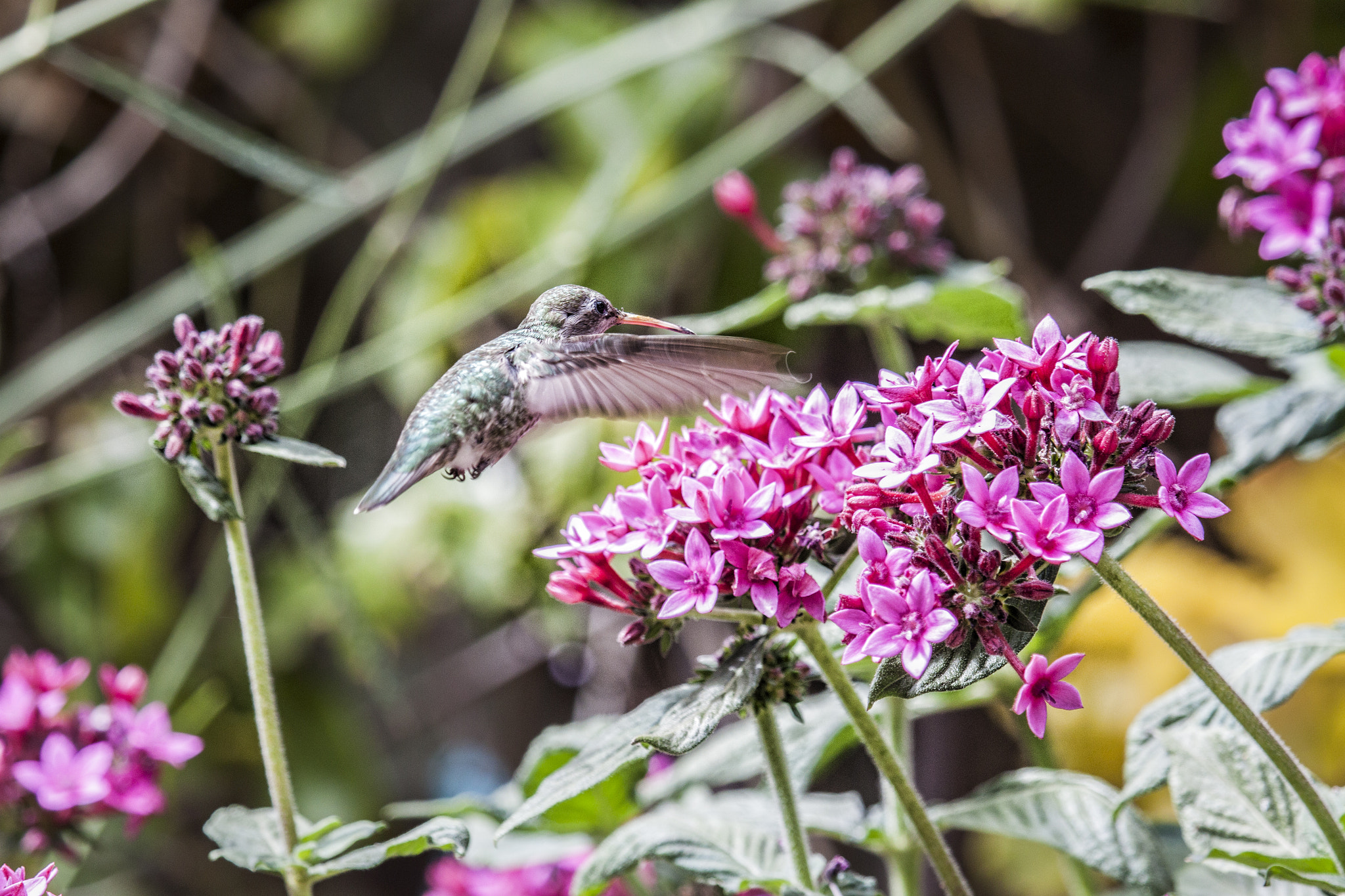 Canon EF 100-400mm F4.5-5.6L IS USM sample photo. Hummingbird photography