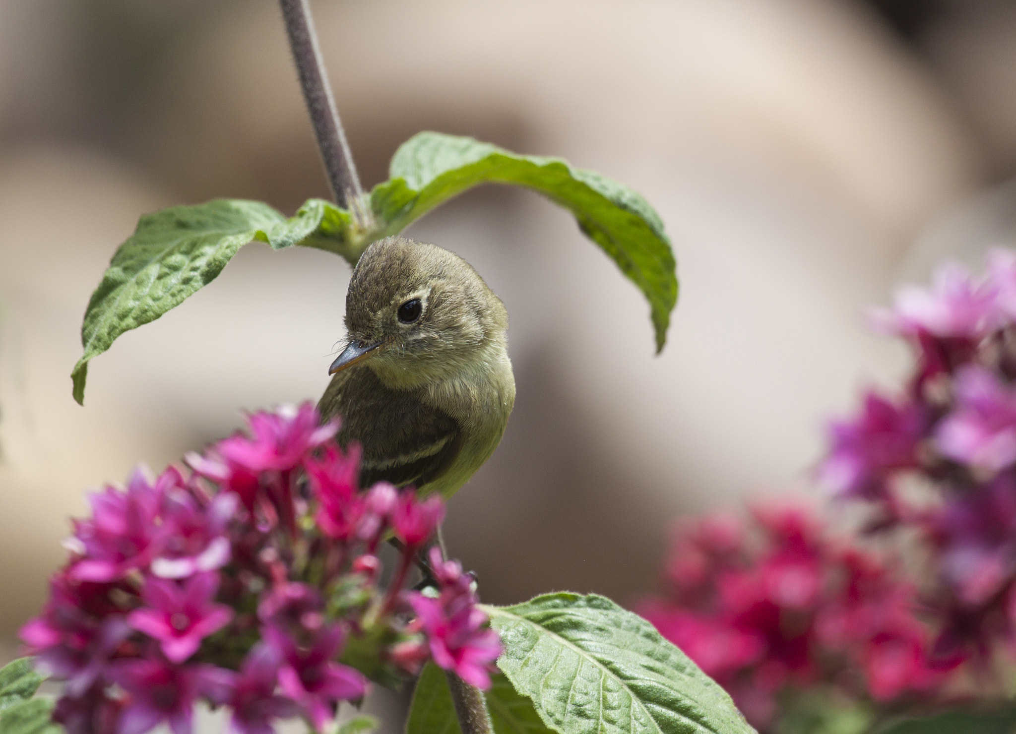 Canon EF 100-400mm F4.5-5.6L IS USM sample photo. Inquistive bird photography
