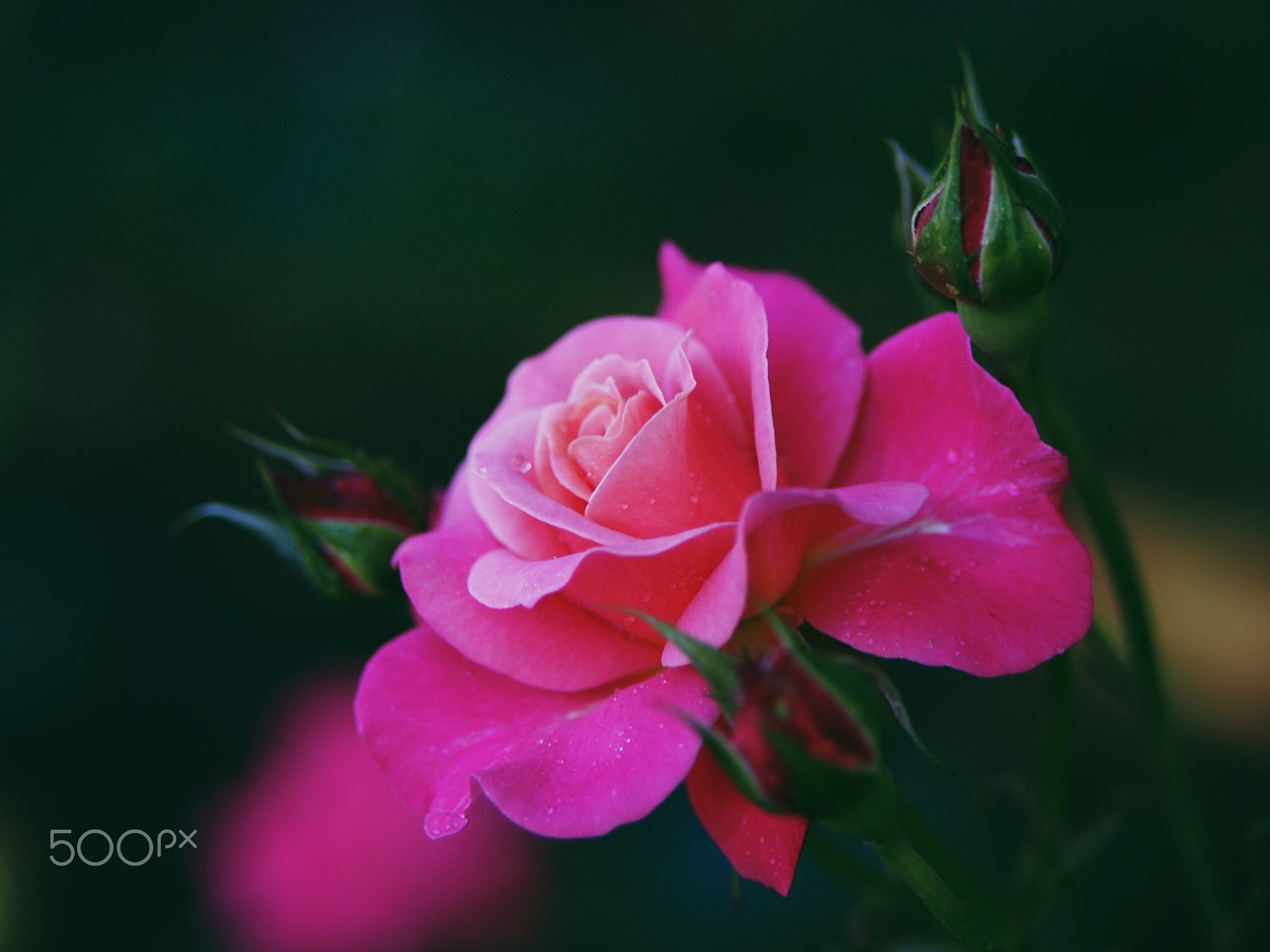 Olympus PEN E-PM2 sample photo. A young rose photography