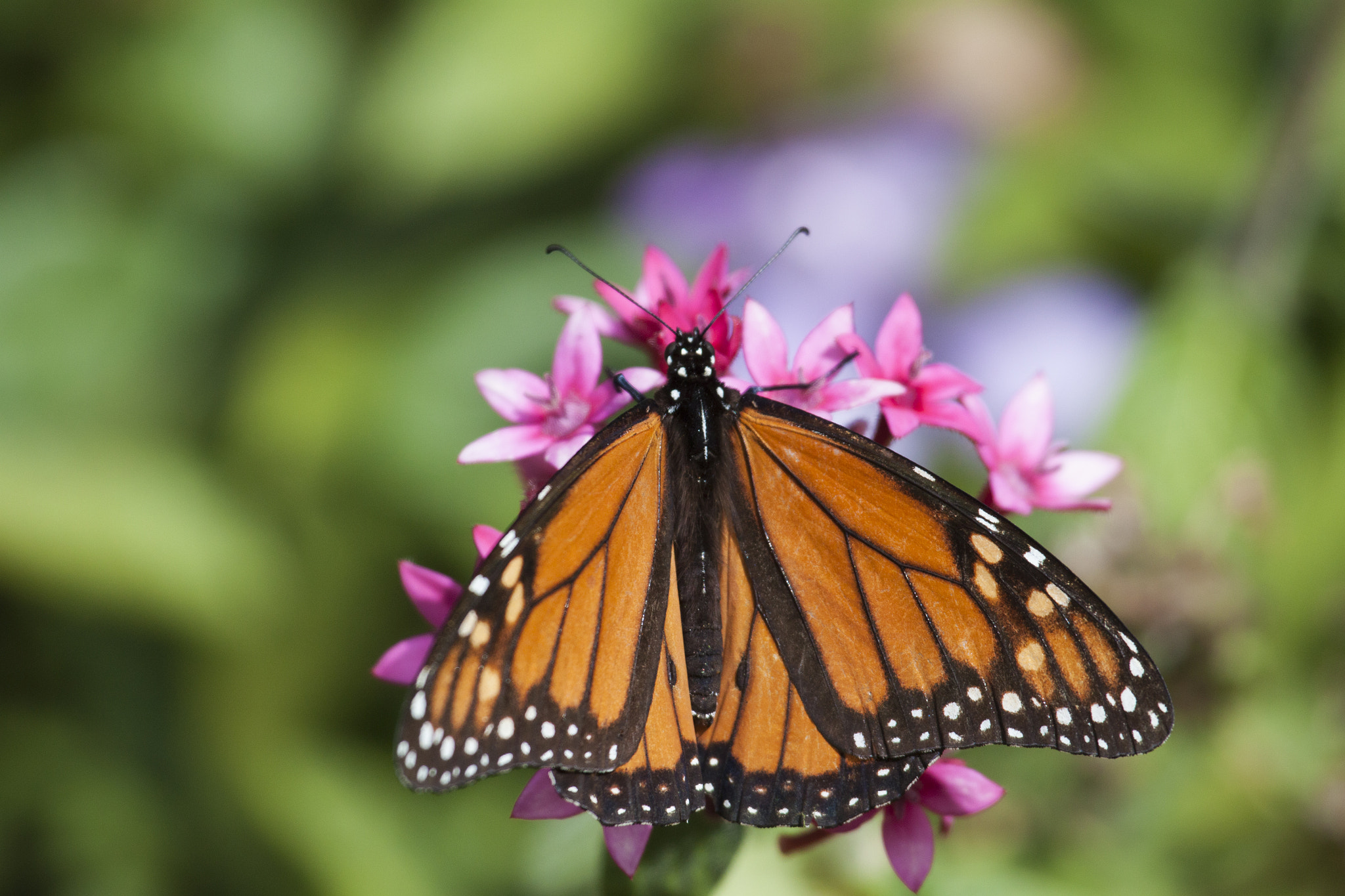Canon EF 100-400mm F4.5-5.6L IS USM sample photo. Monarch photography