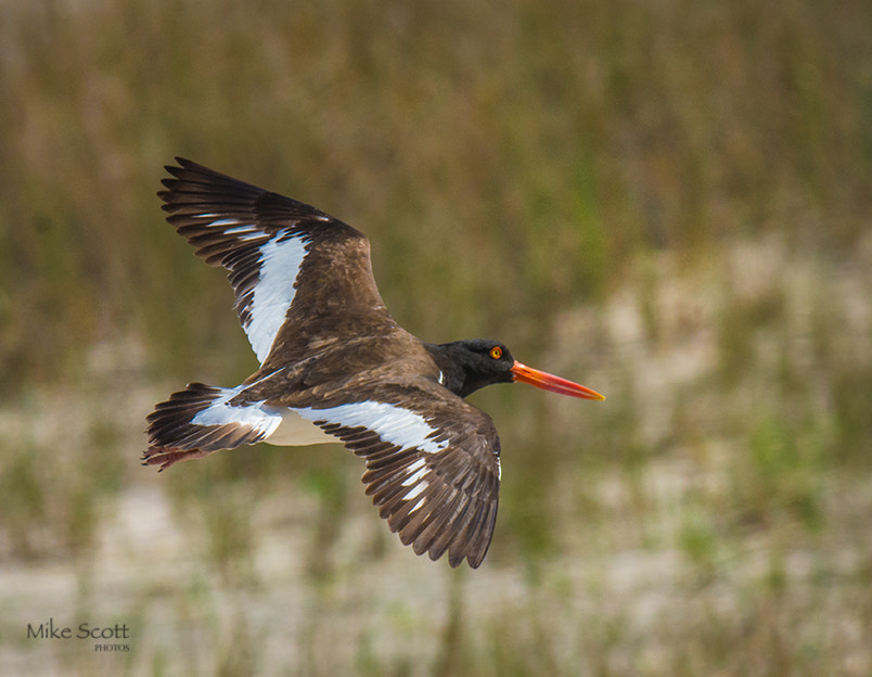 Nikon AF-S Nikkor 300mm F2.8G ED VR II sample photo. Oyster catcher in flight photography