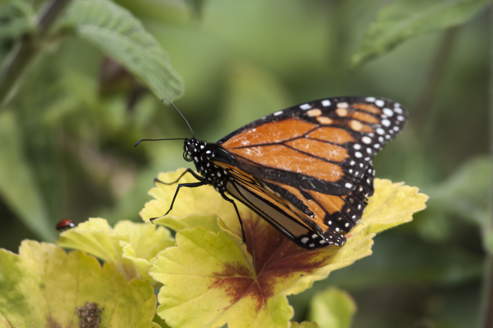 Canon EF 100-400mm F4.5-5.6L IS USM sample photo. Monarch vs lady bug photography