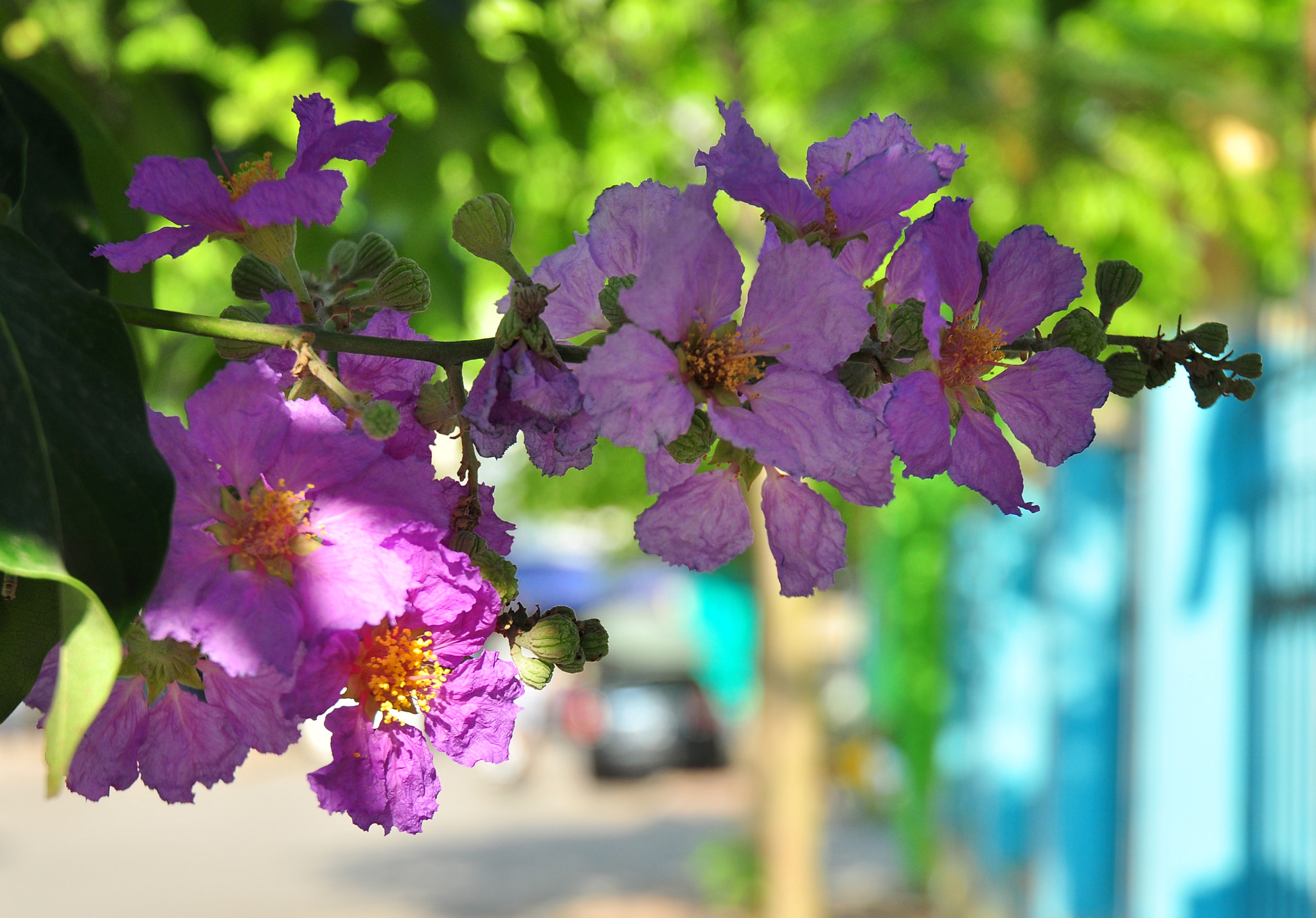 Nikon D5000 + Nikon AF-S DX Nikkor 18-70mm F3.5-4.5G ED-IF sample photo. Summer flowers photography