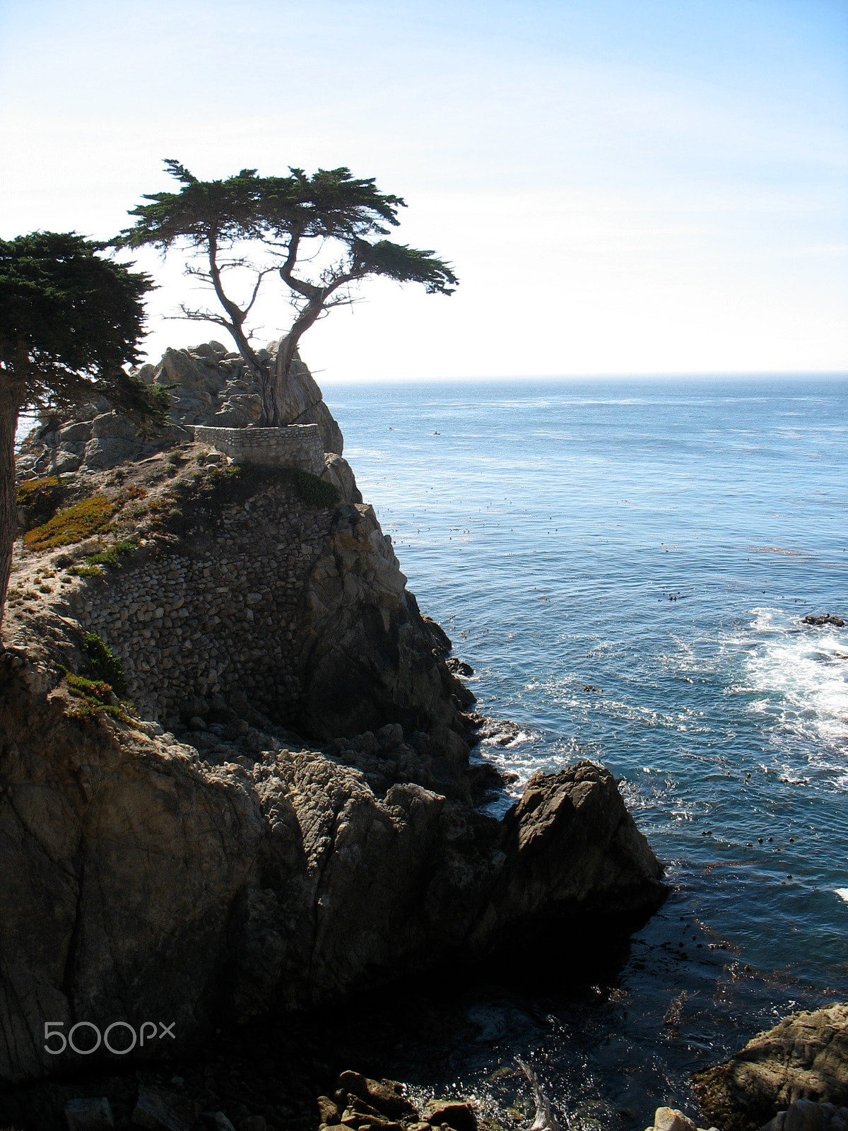 Canon POWERSHOT A610 sample photo. Lone cypress photography